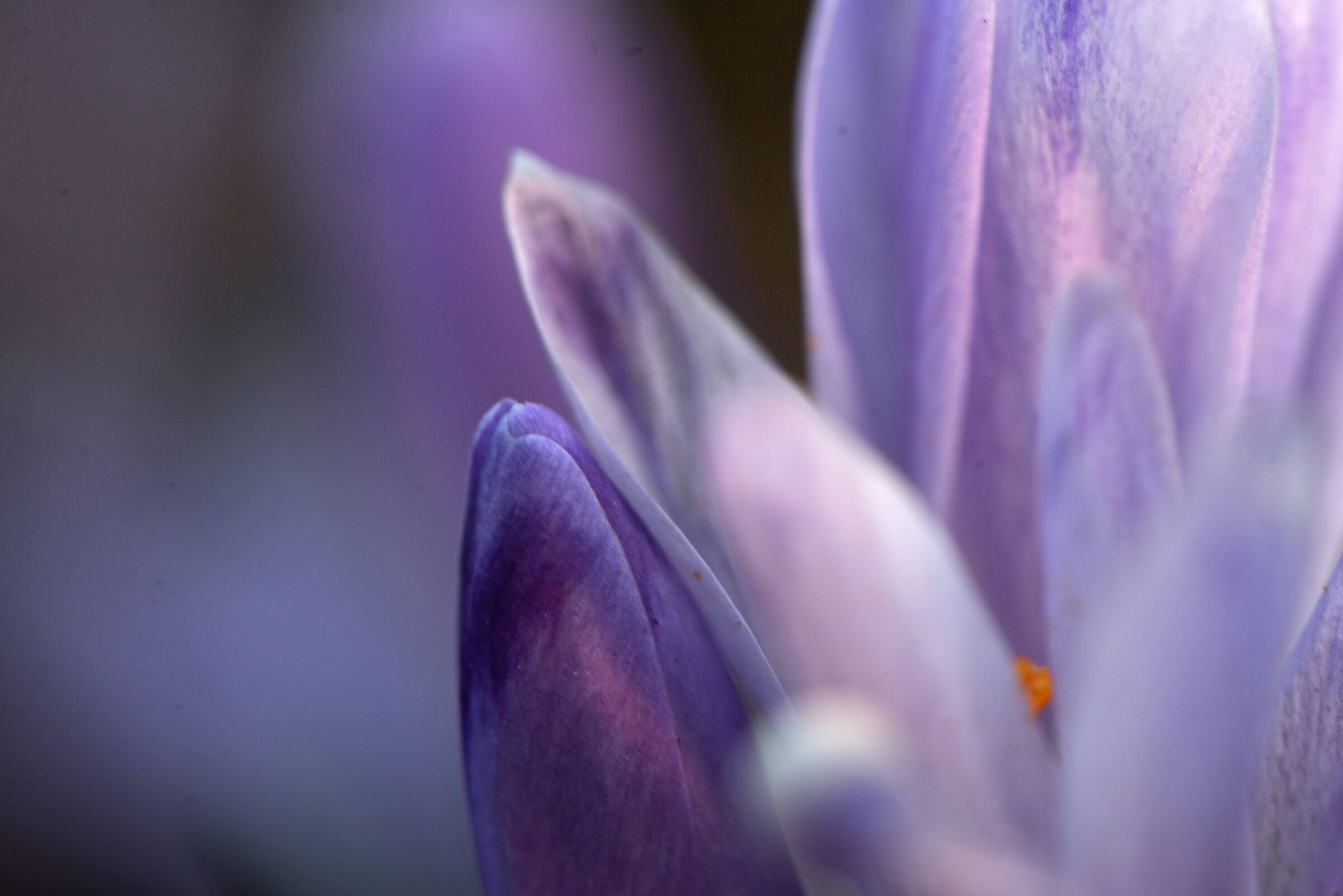 Crocus