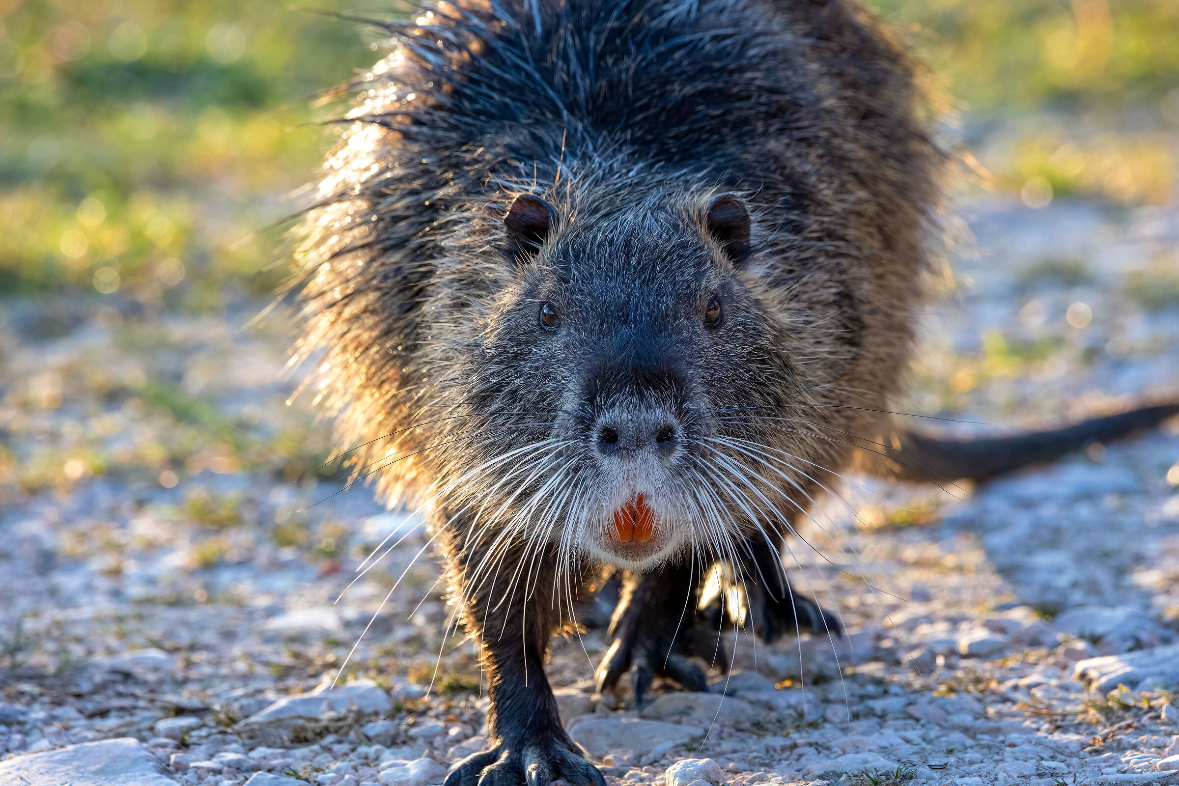 Nutria