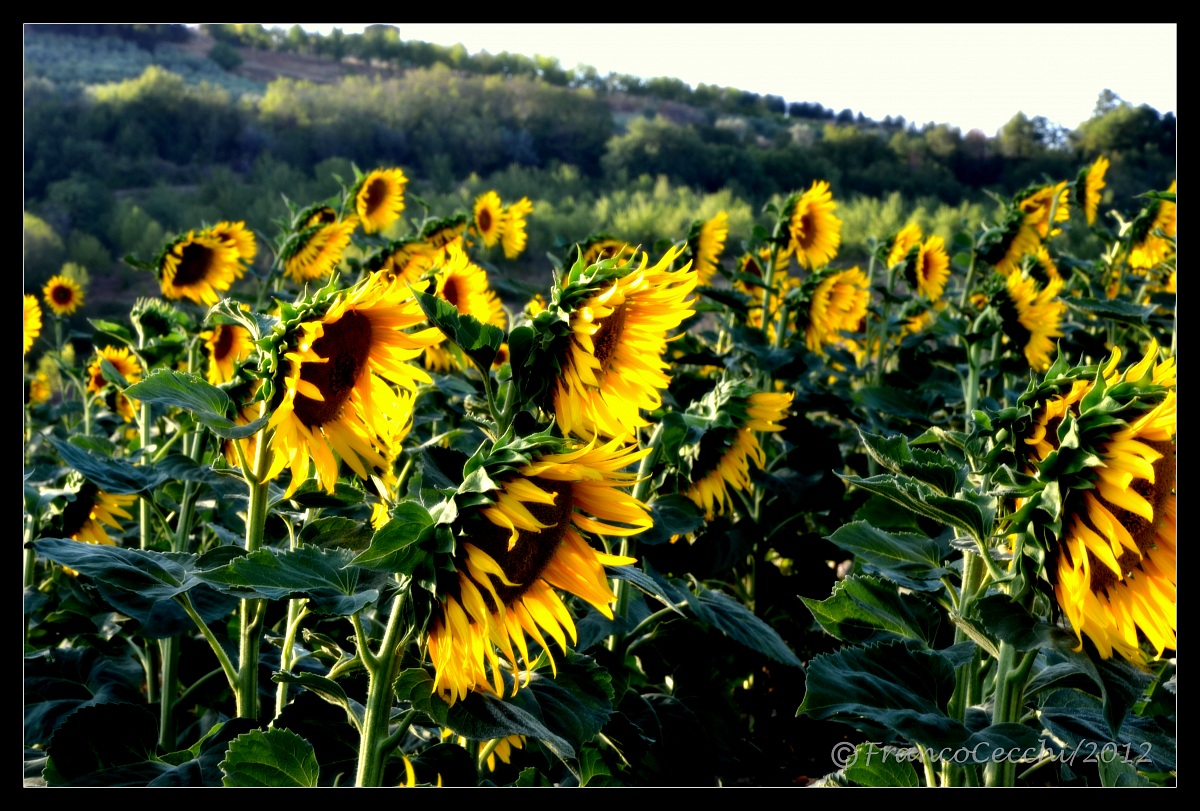 Sunflowers