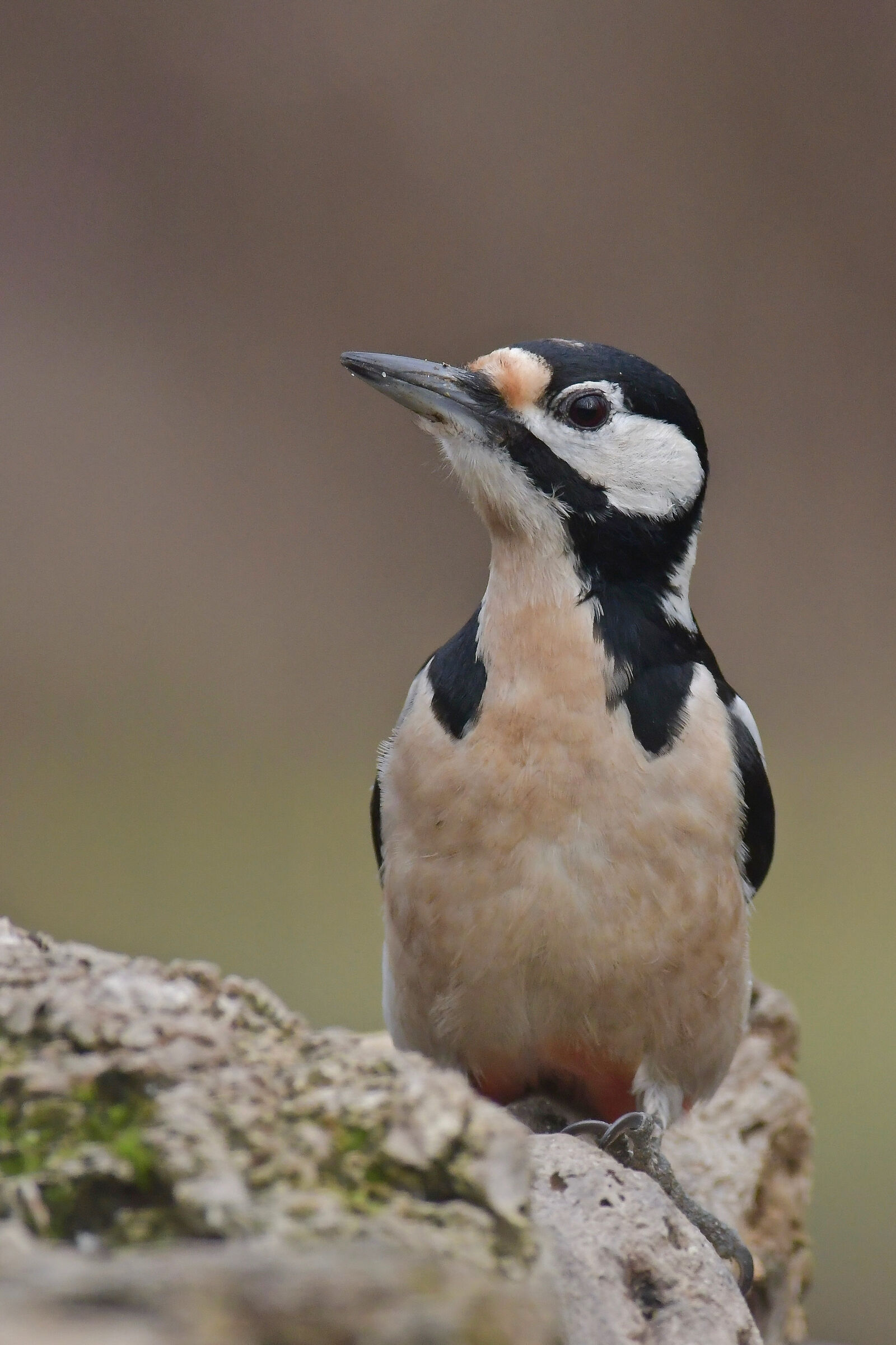 Greater red woodpecker