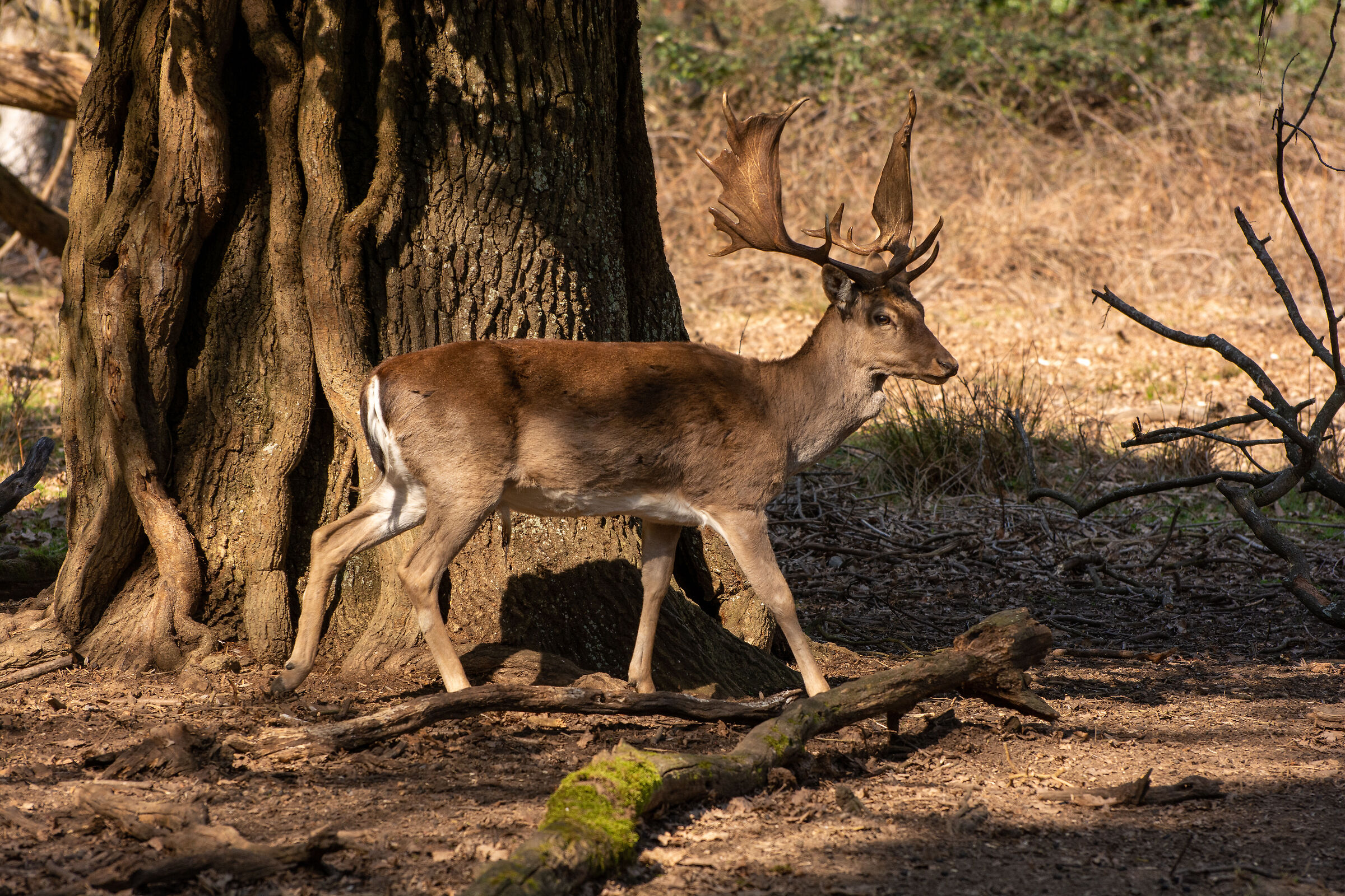 Parco di San Rossore e Massaciuccoli