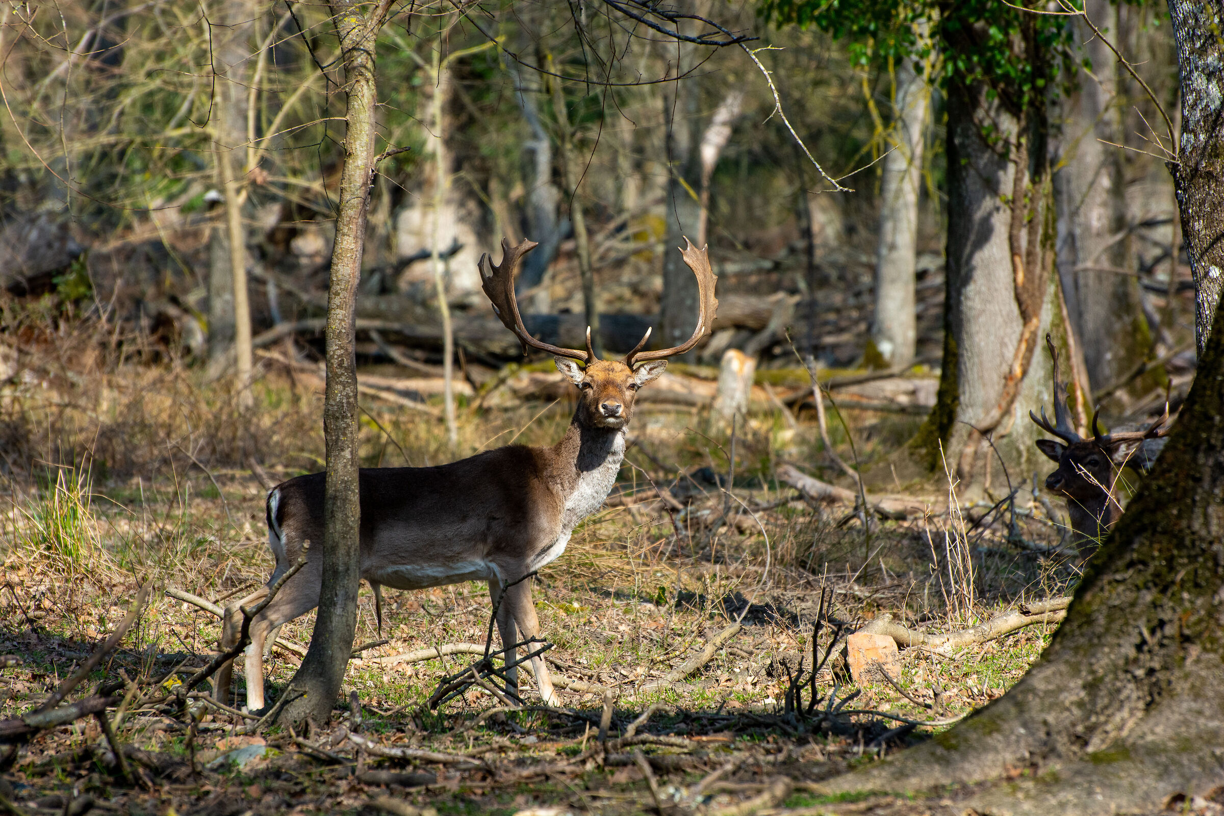 Park of San Rossore and Massaciuccoli