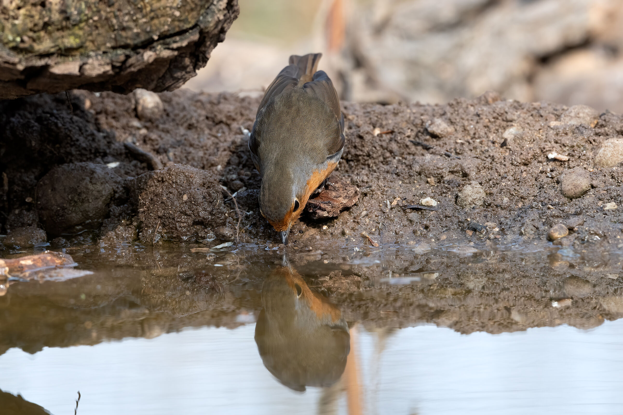 La sete del pettirosso