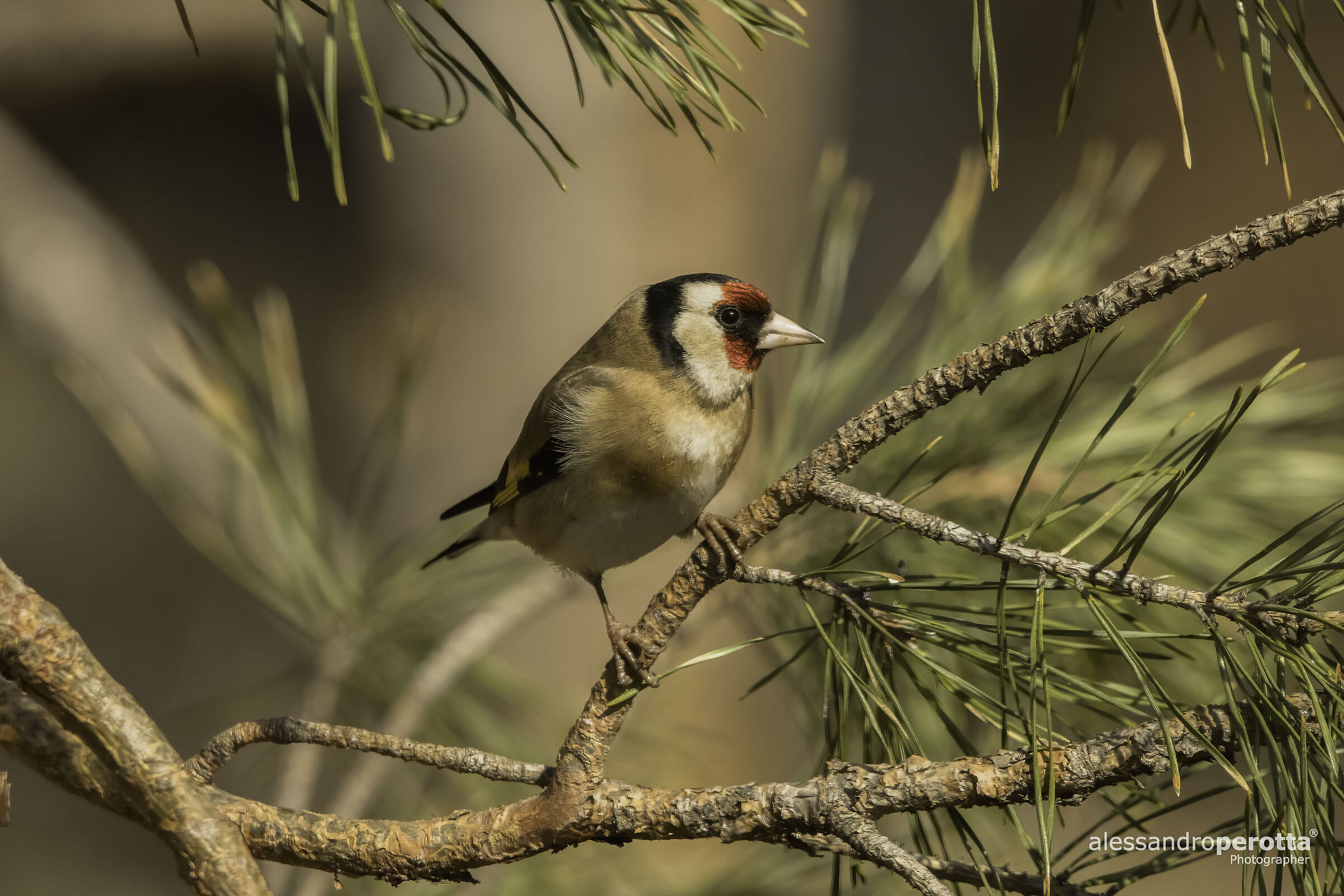Carduelis carduelis
