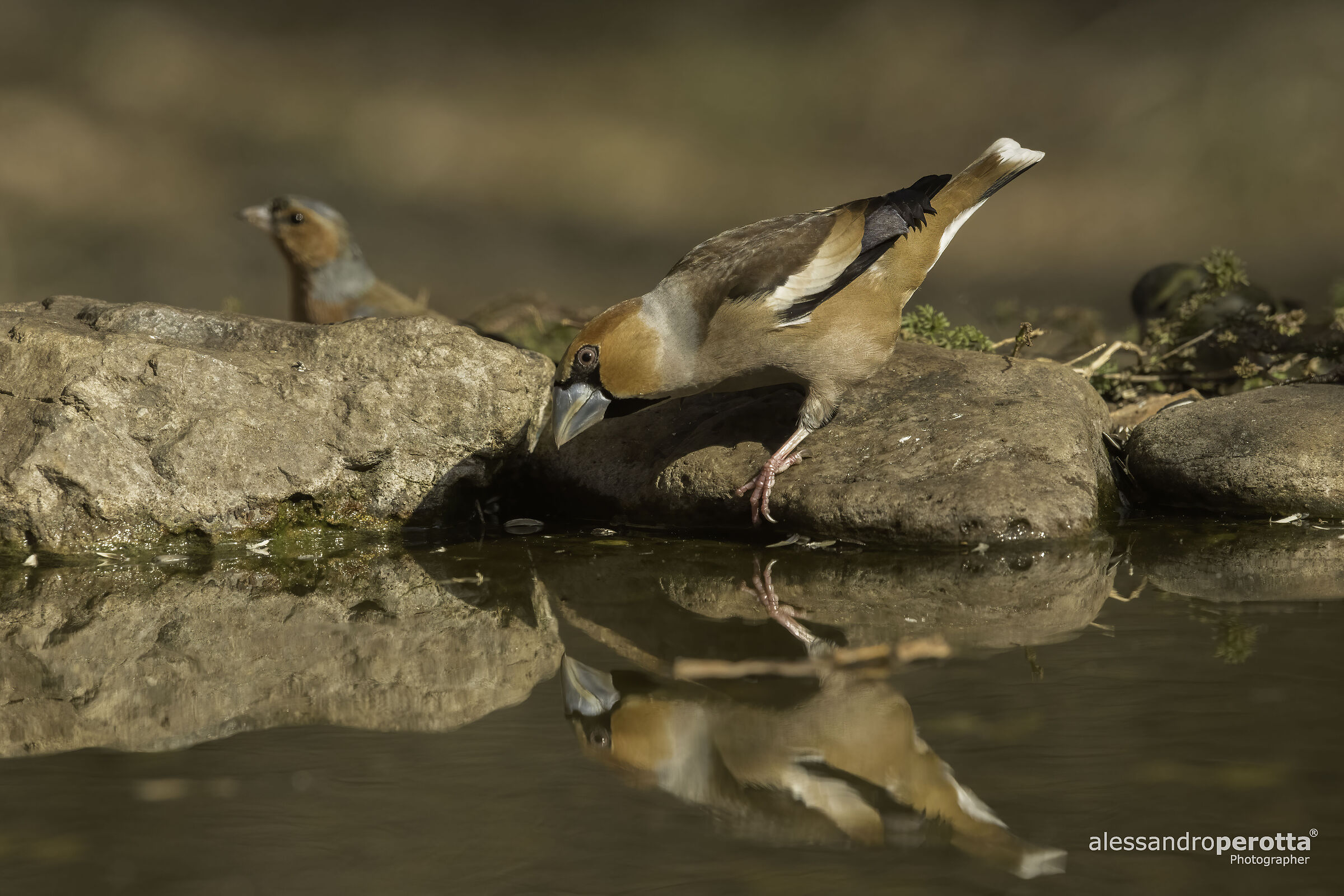 Coccothraustes coccothraustes