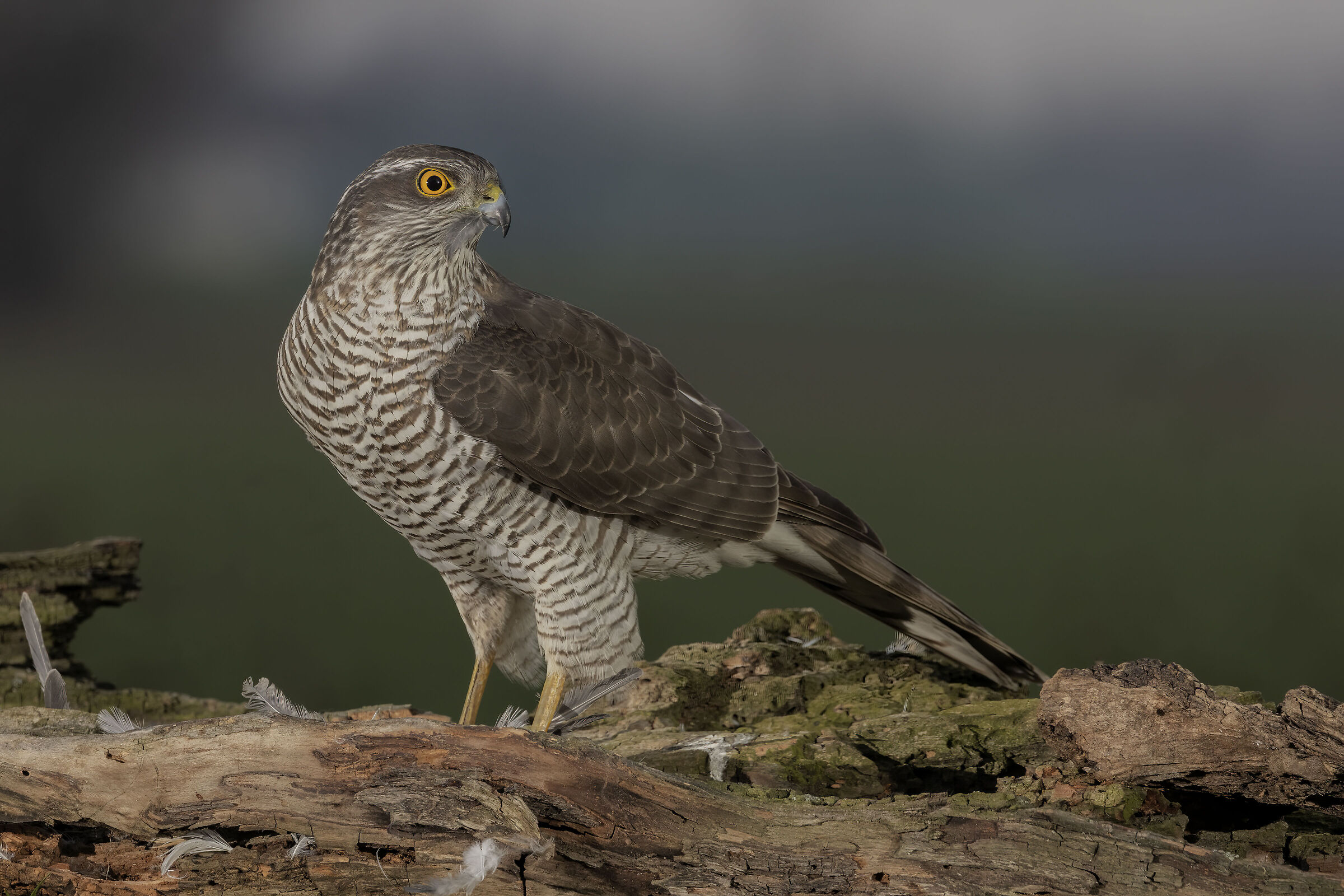Female sparrowhawk