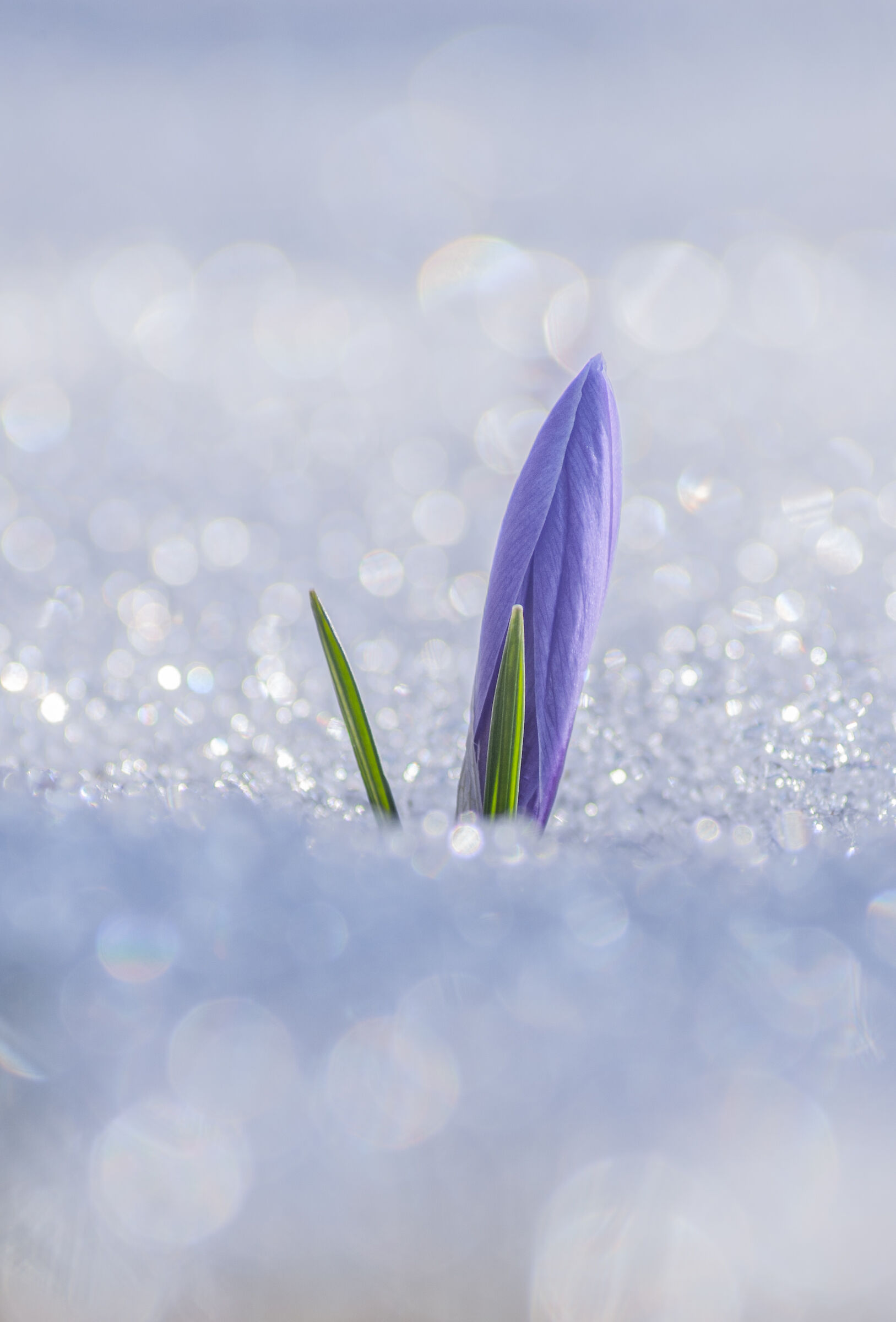 Il crocus e la neve