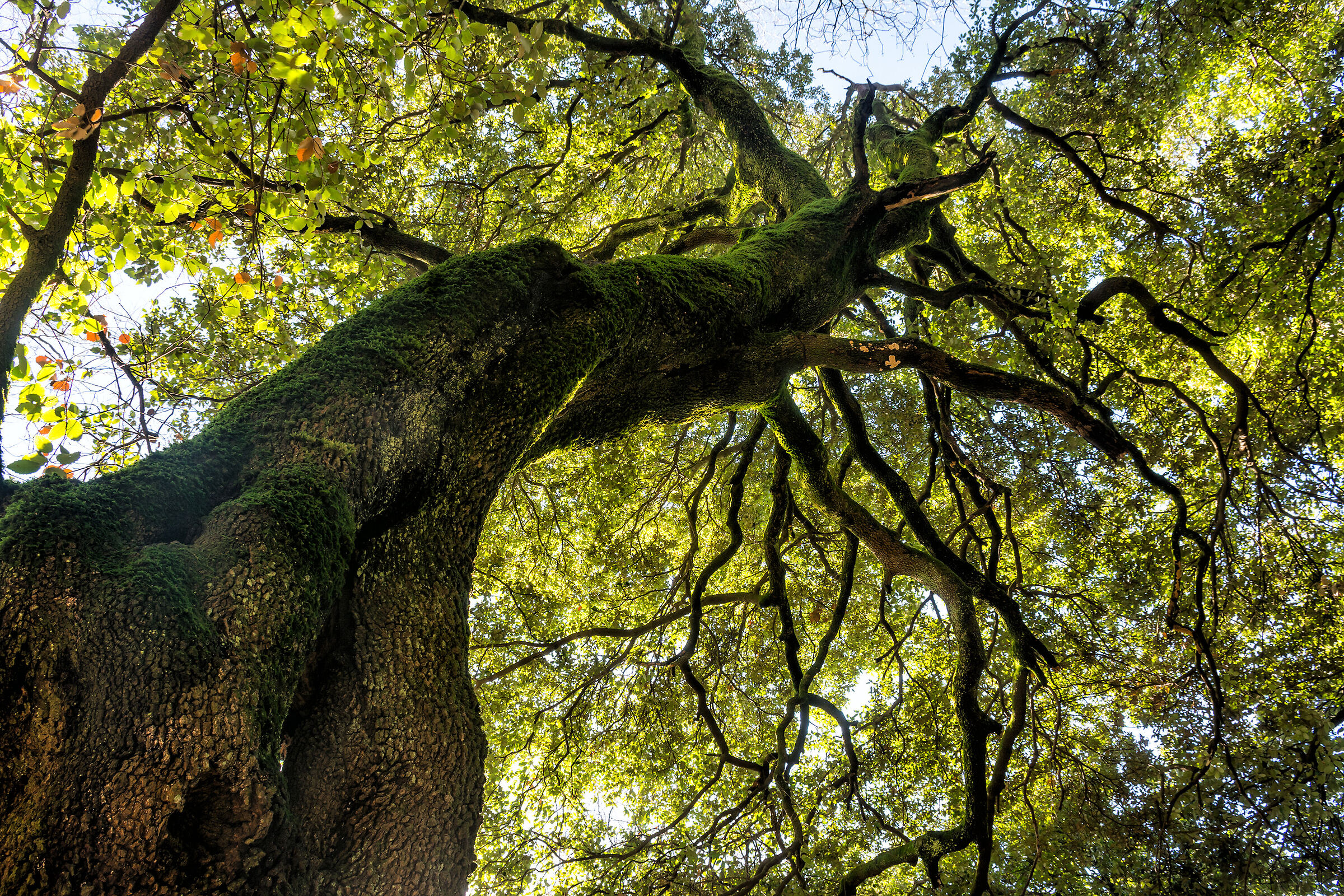 Under the holm oak