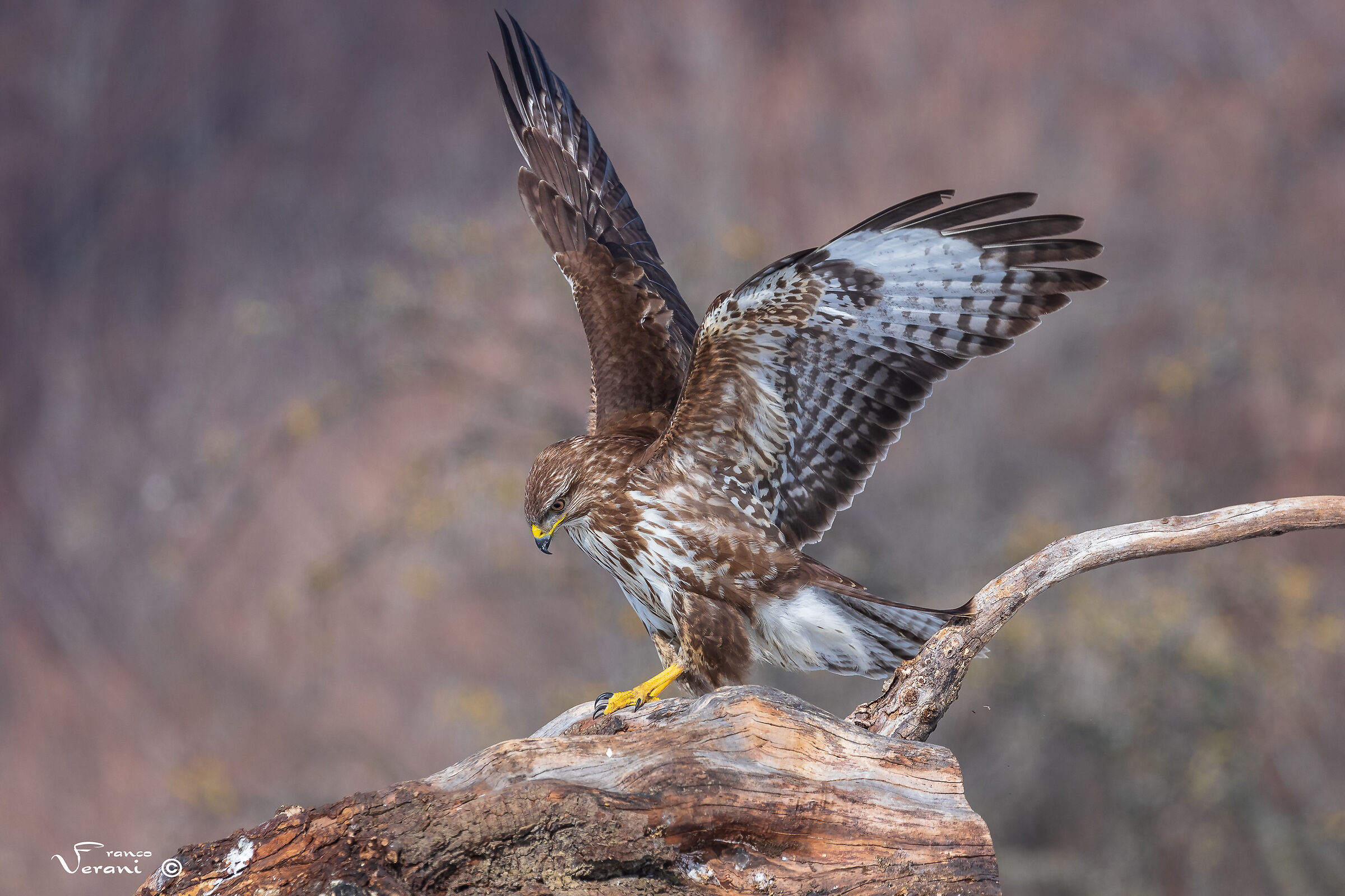 Poiana Buteo Buteo