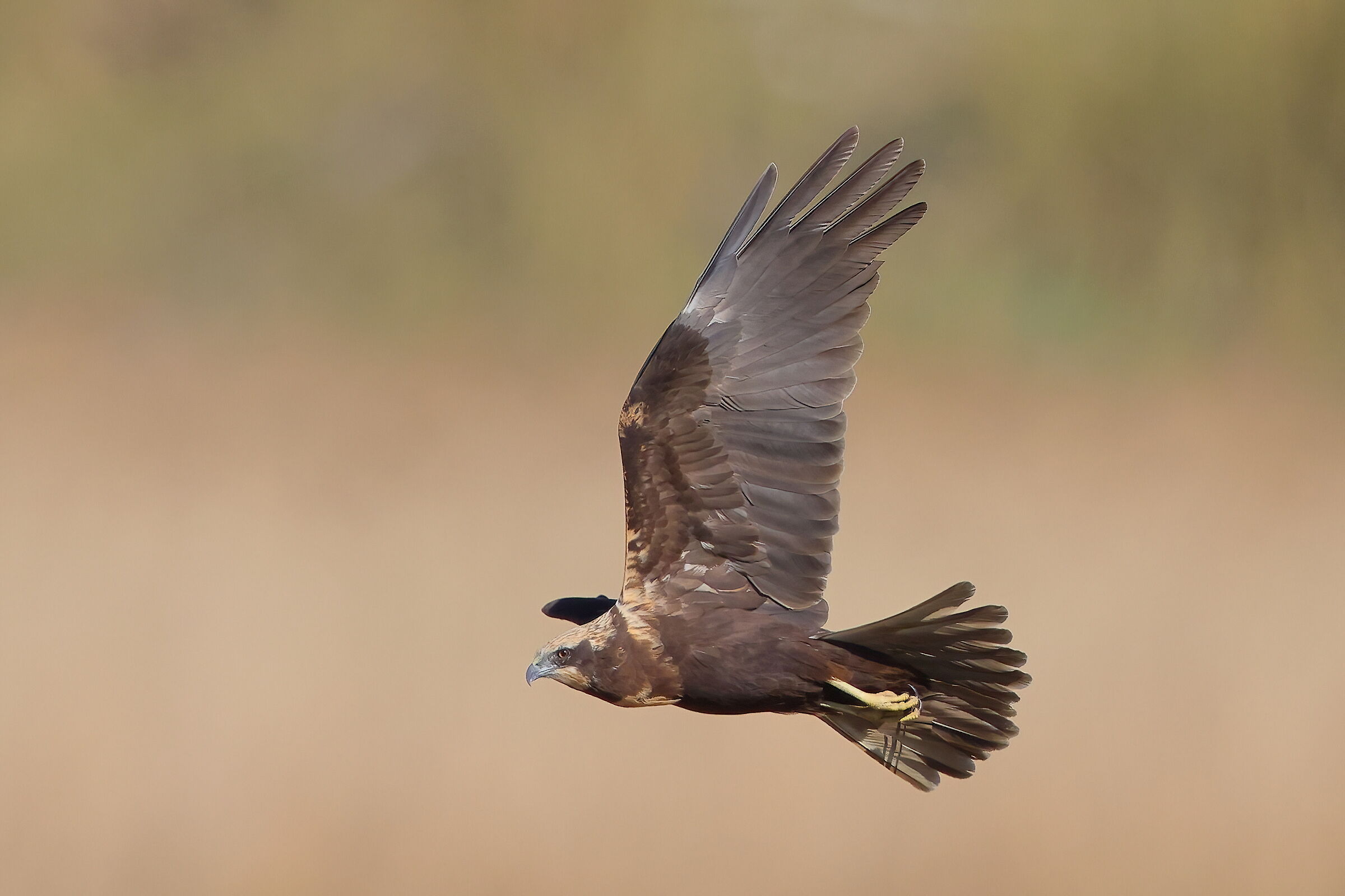 Marsh falcon