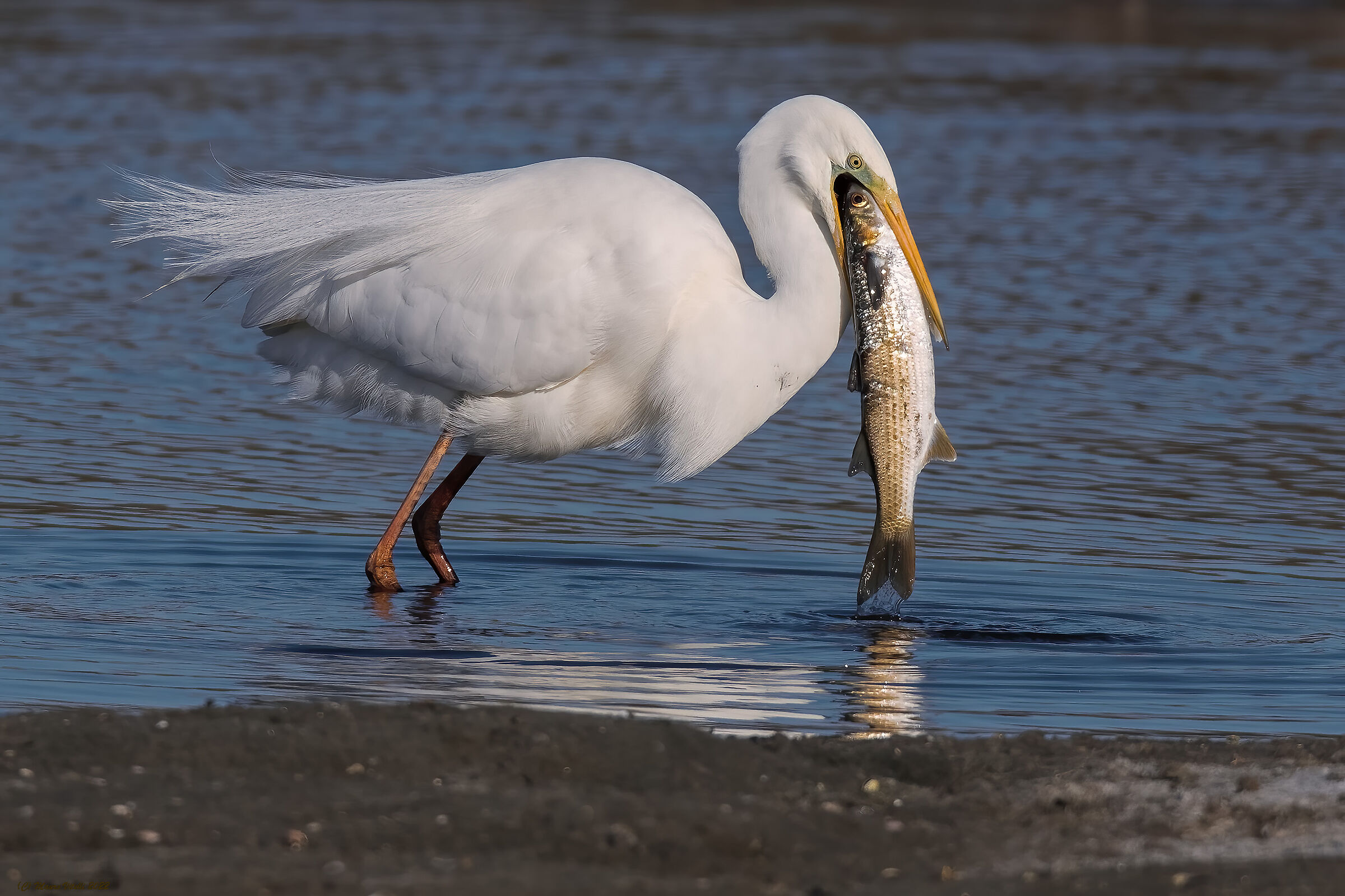 Great White Heron (Casmerodius albus)