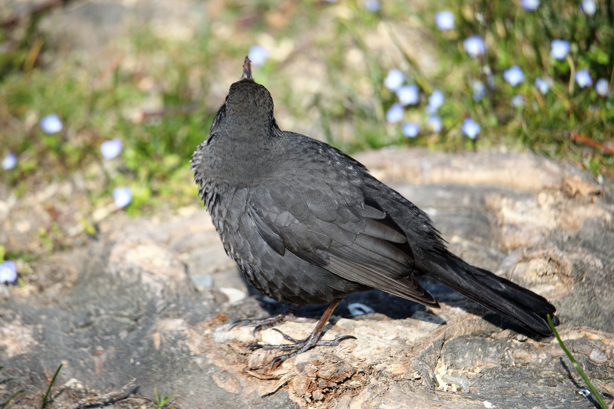 blackbird 07-03-2022