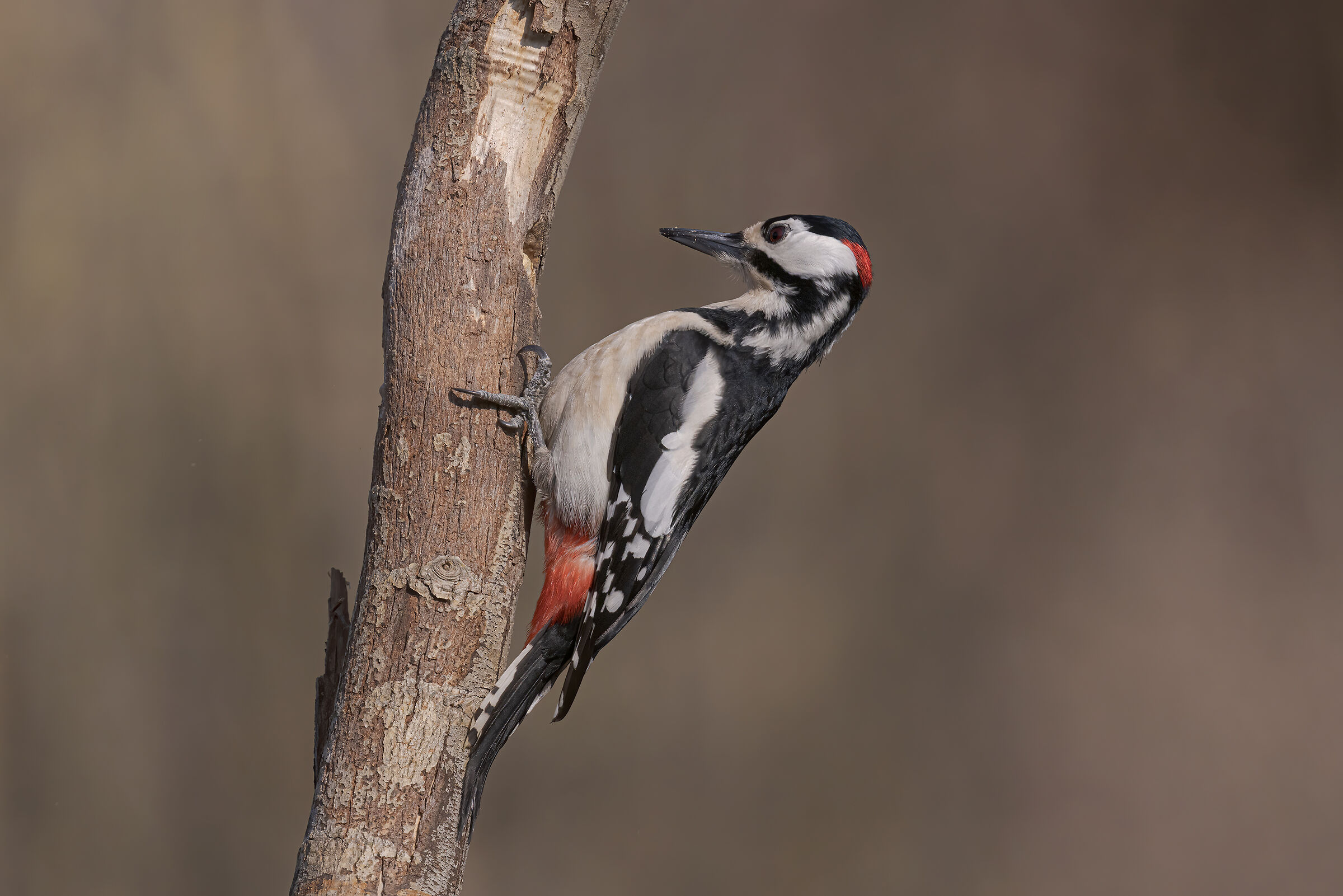 Picchio rosso maggiore maschio