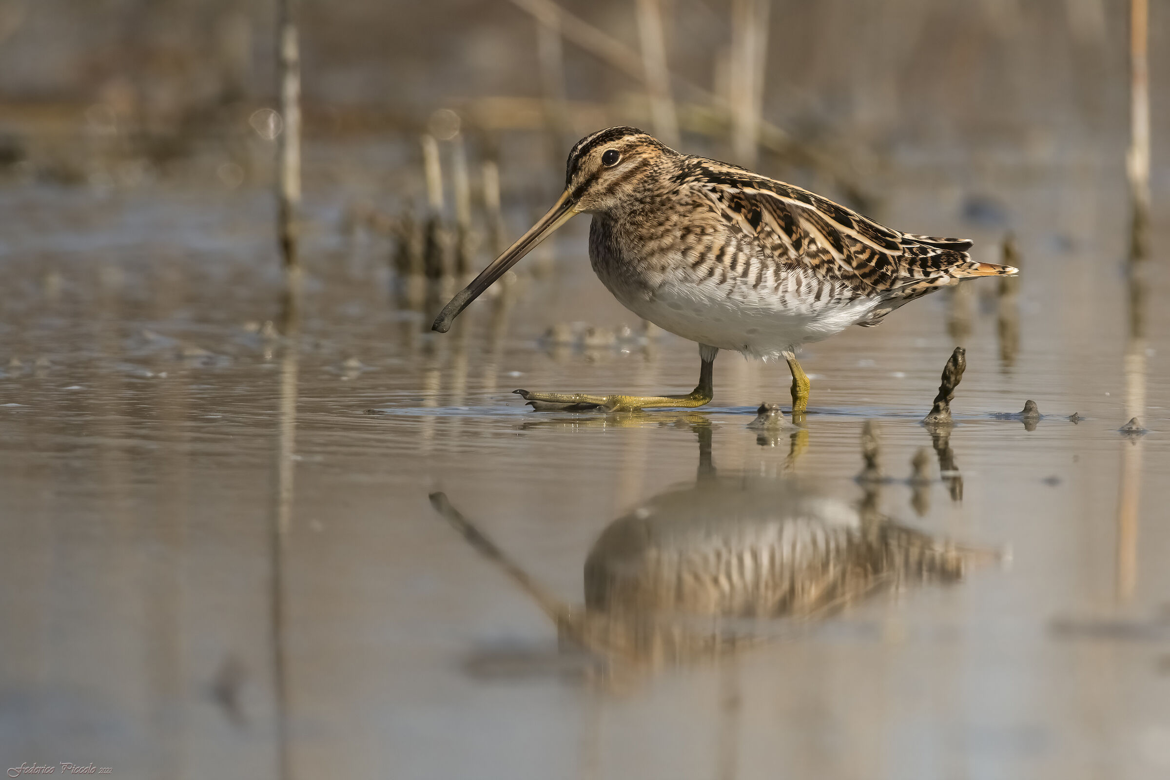 Snipe