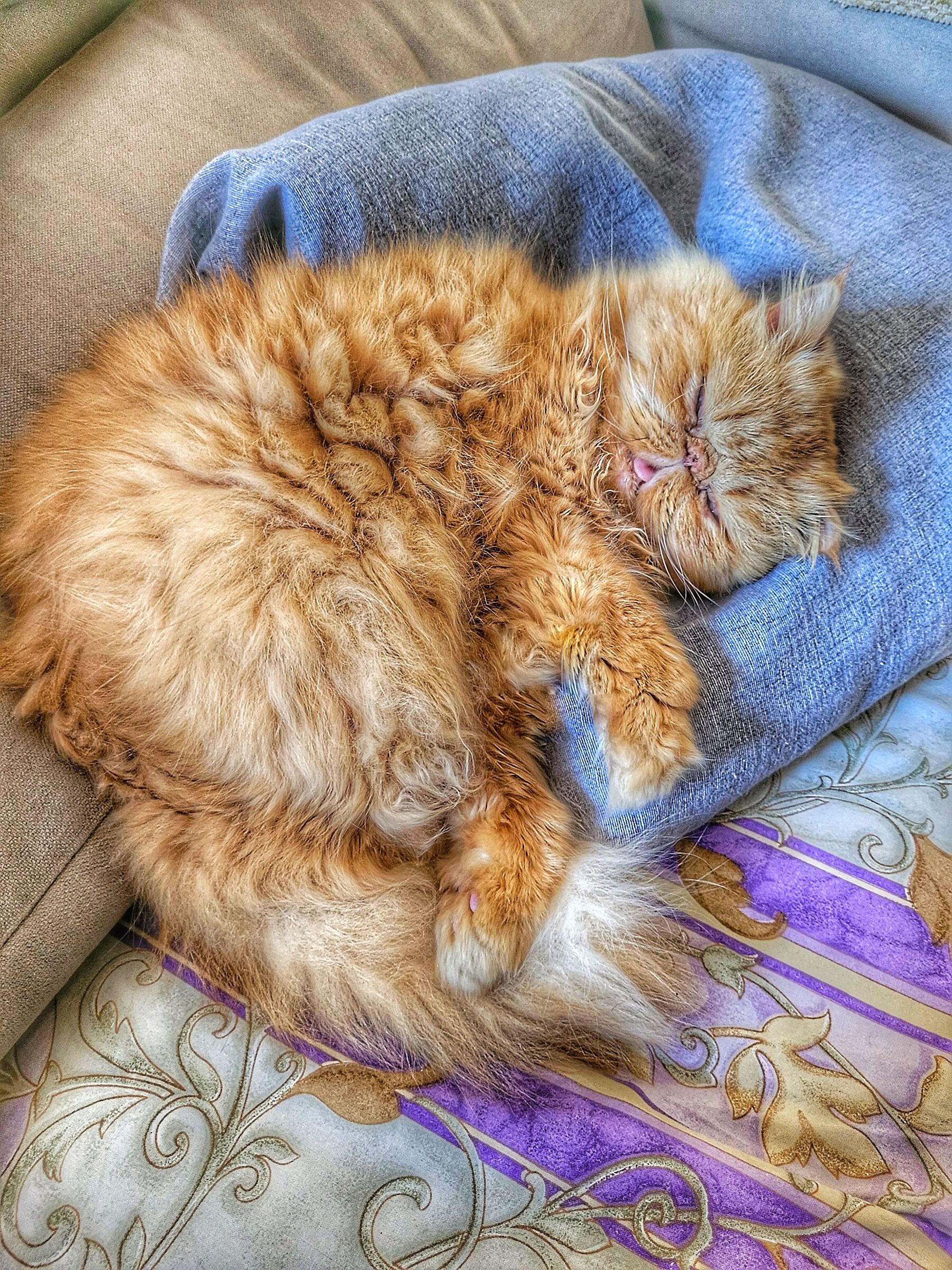 Gatti..
