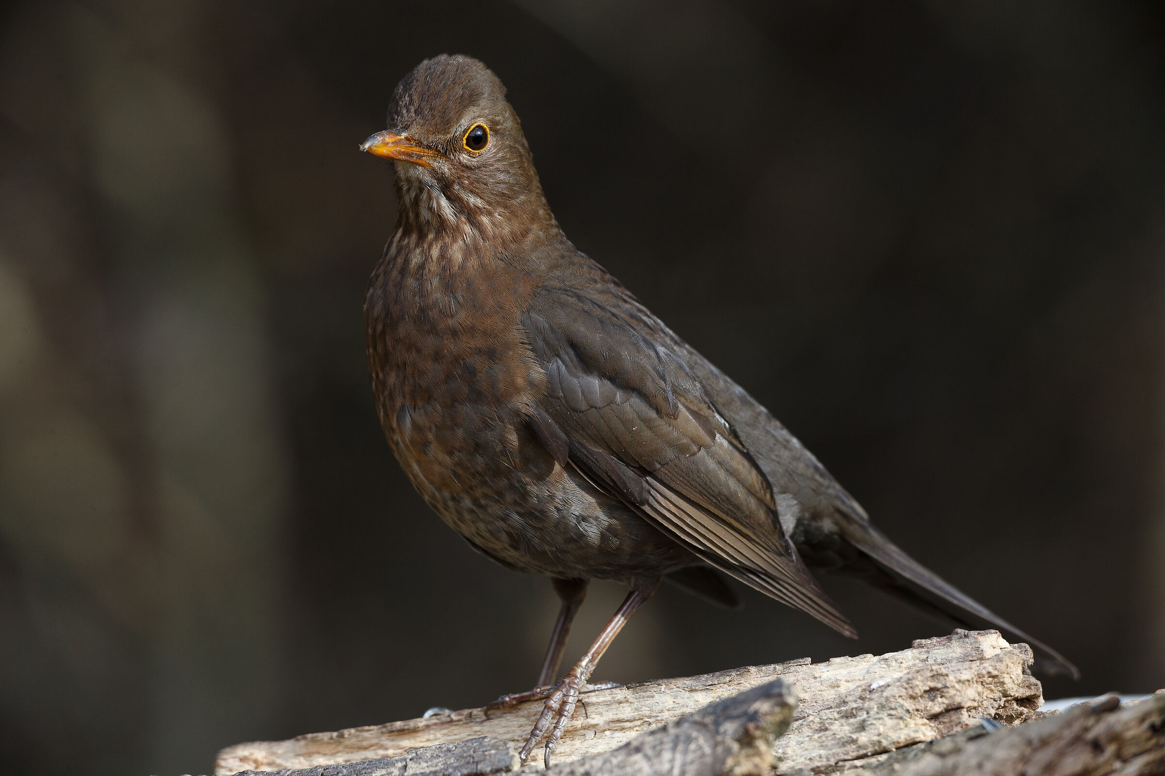 Female blackbird