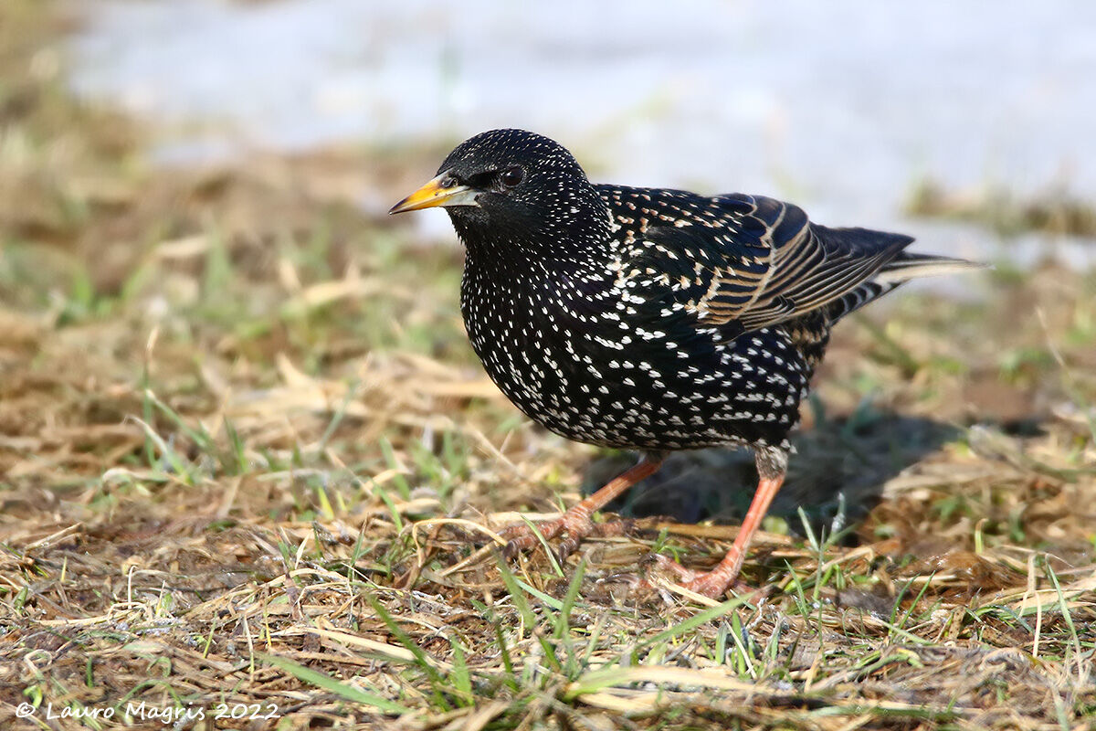 Starling