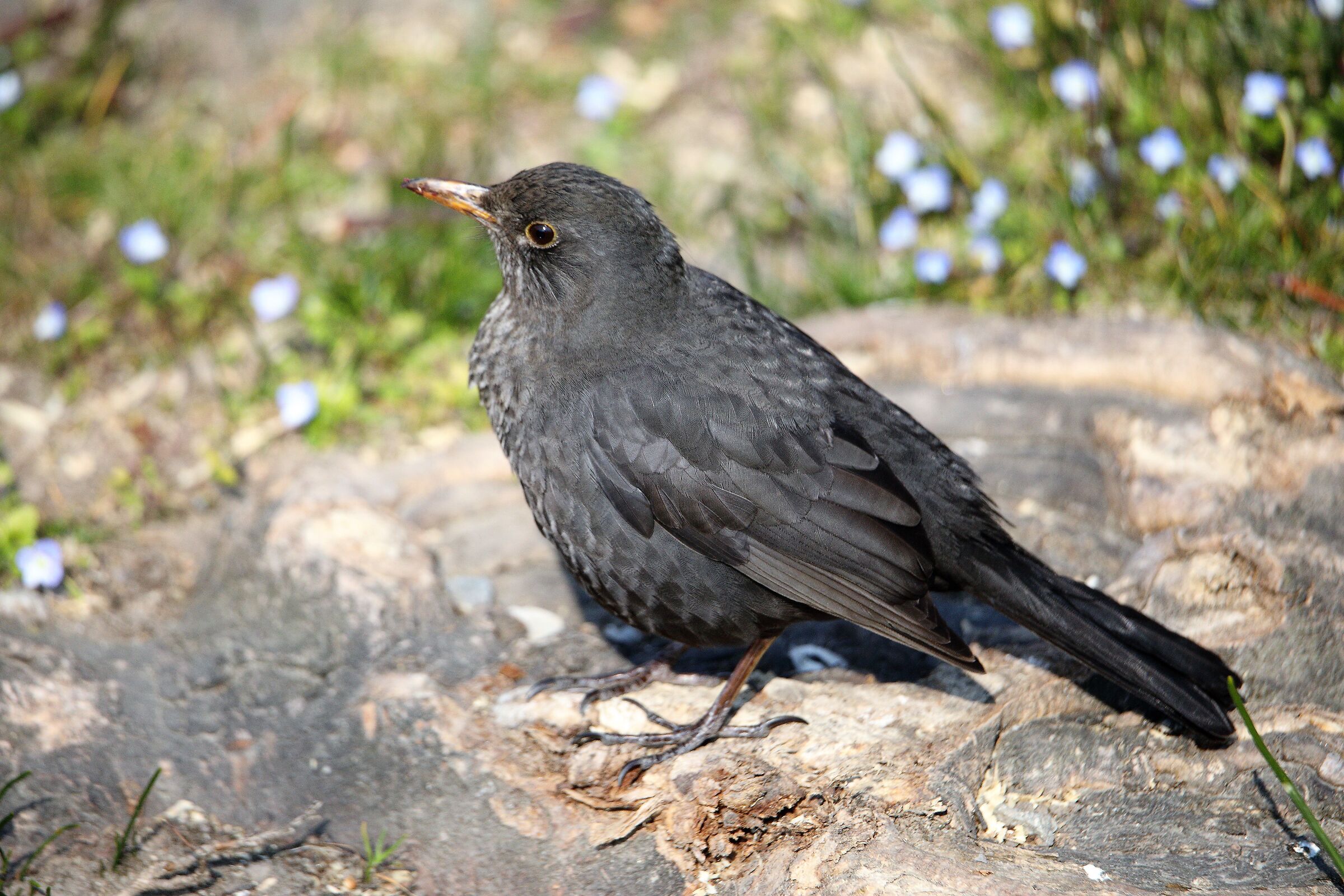 blackbird 07-03-2022