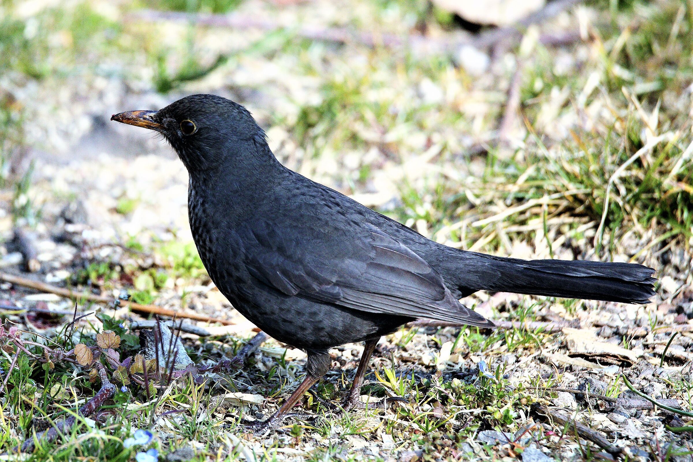 blackbird 07-03-2022