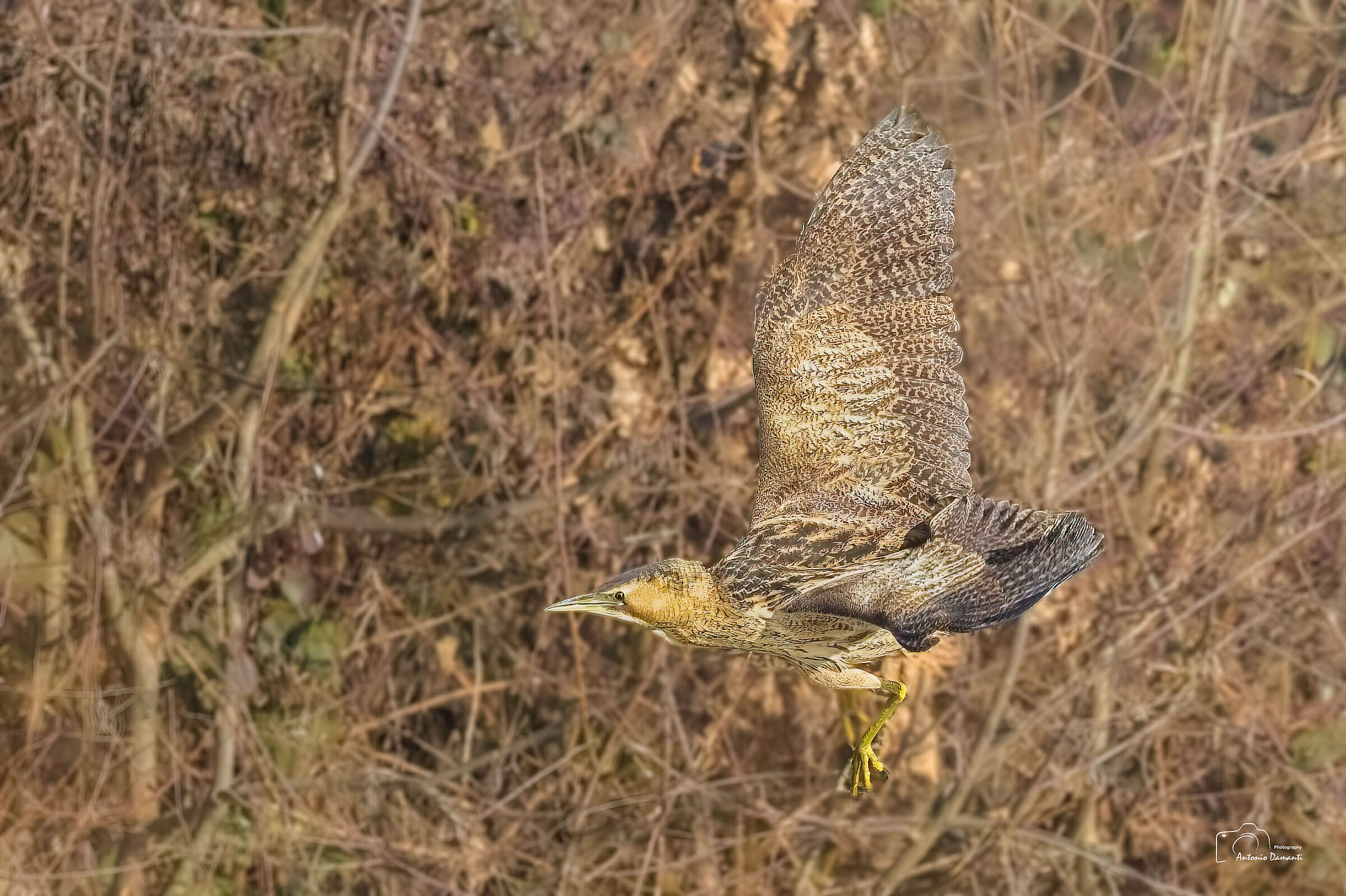 Bittern, ready for landing