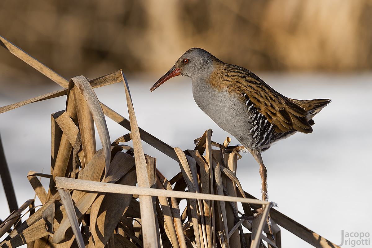 Water Rail and snow