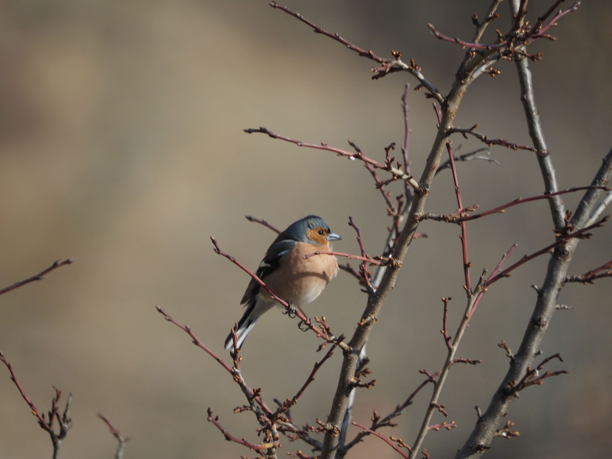 Chaffinch