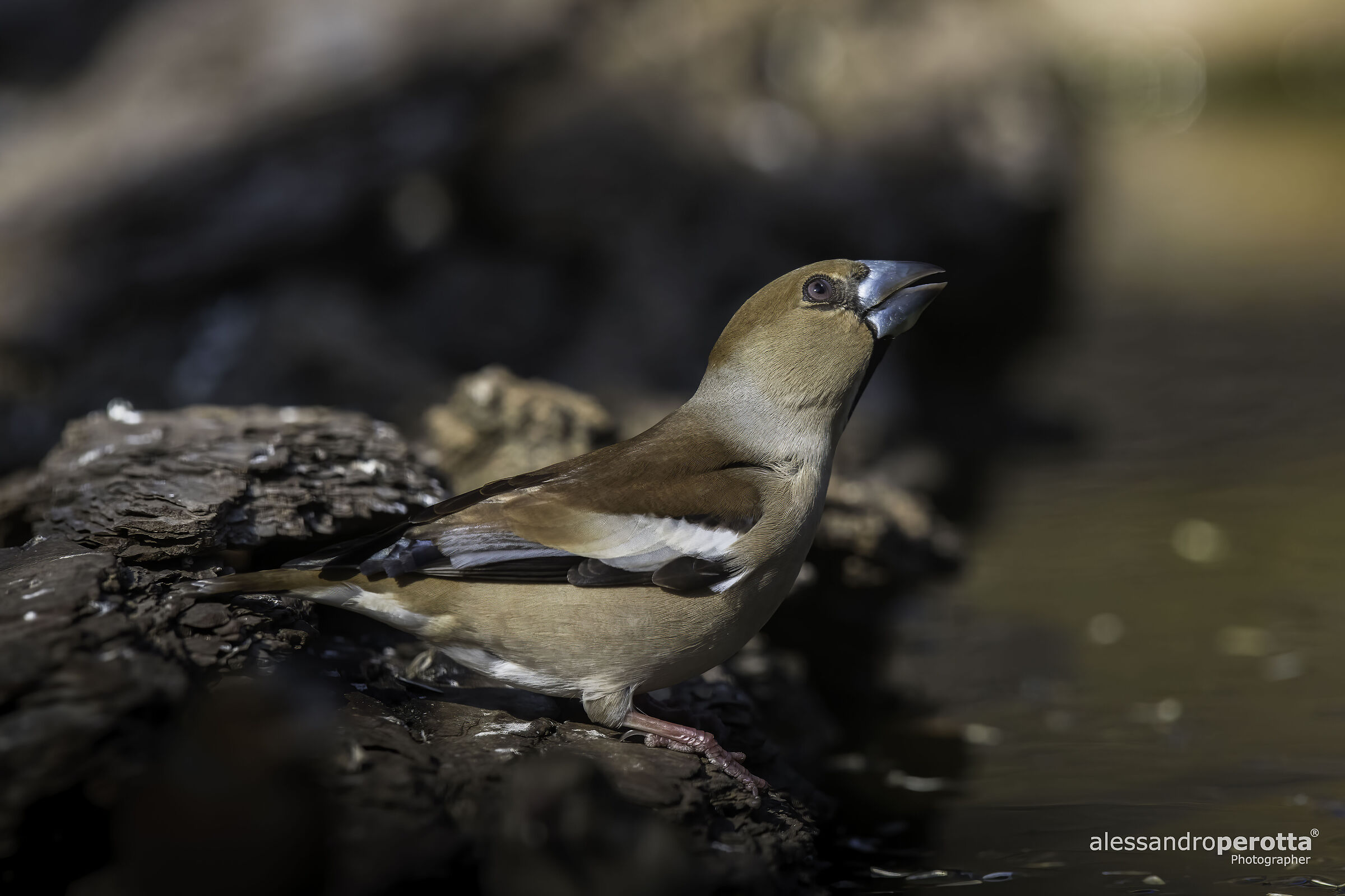 Coccothraustes coccothraustes