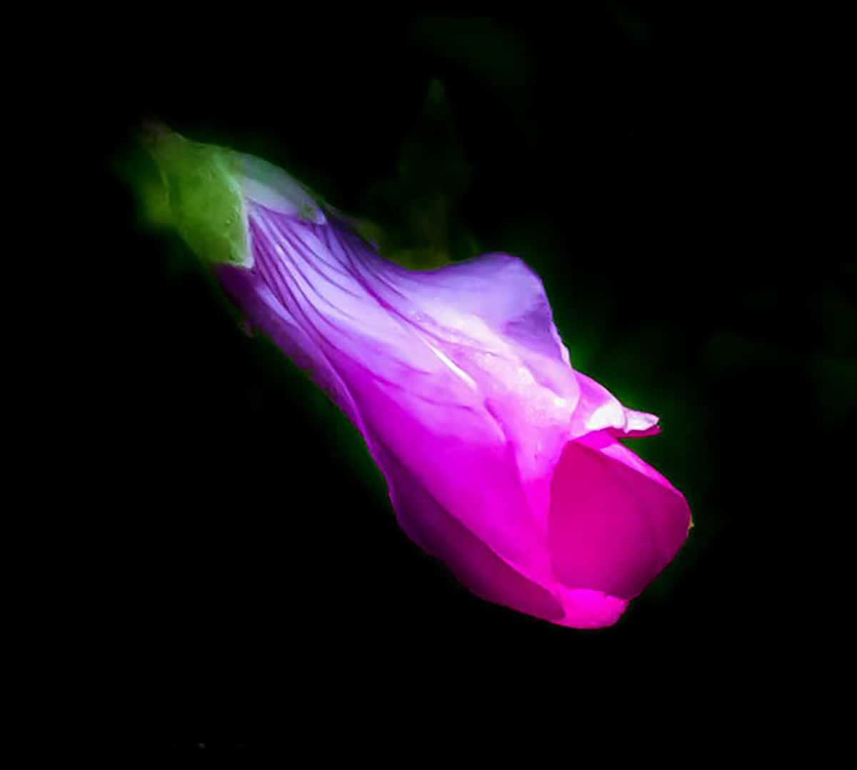 Bocciolo di campanula rapunculus