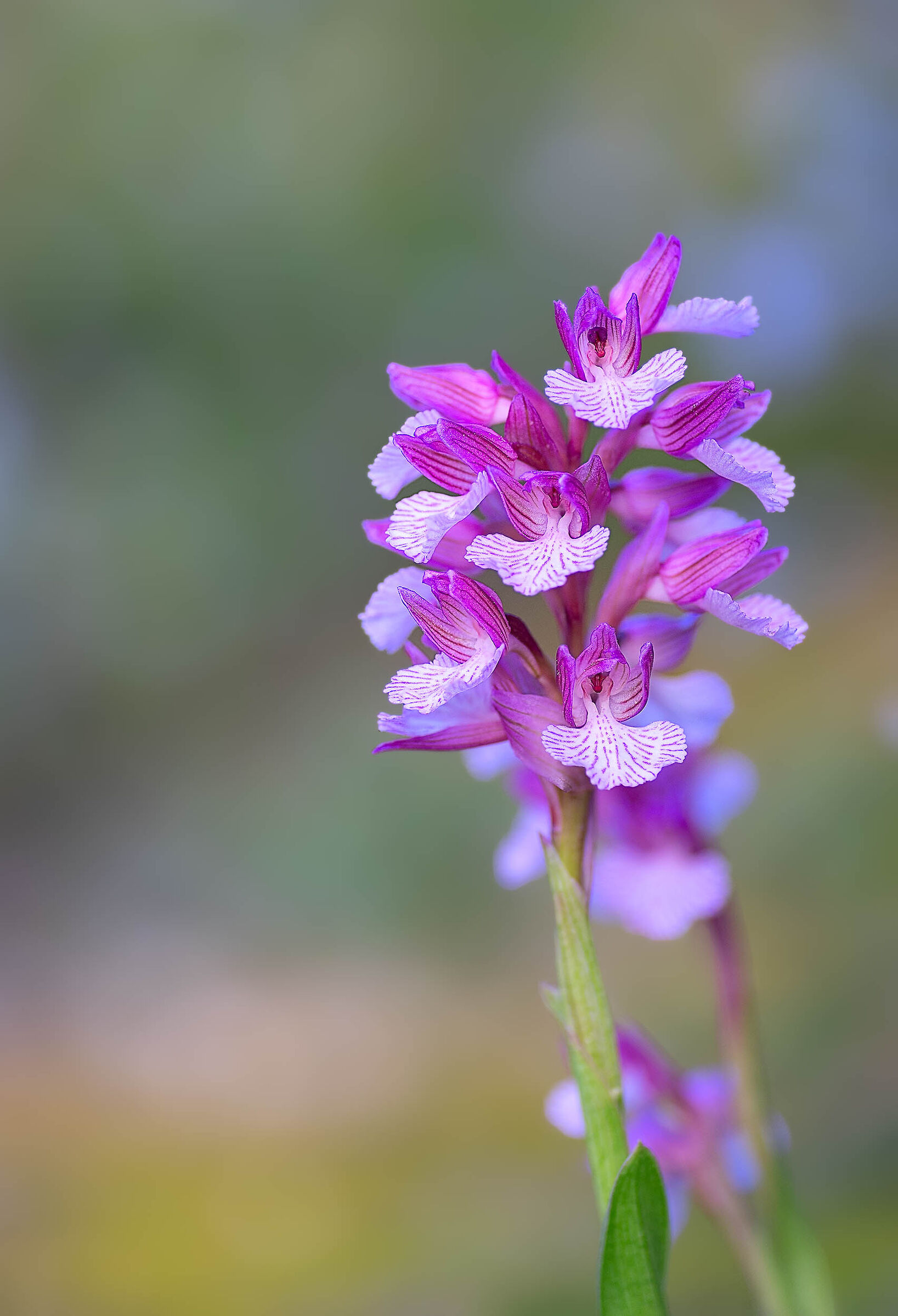 Anacamptis papilionacea
