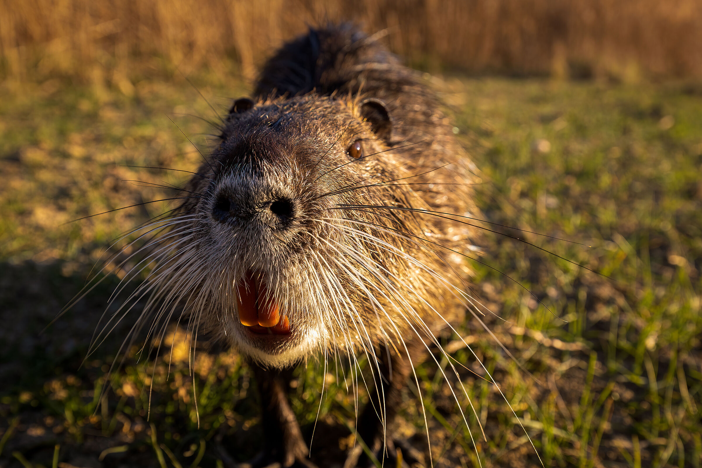 Nutria