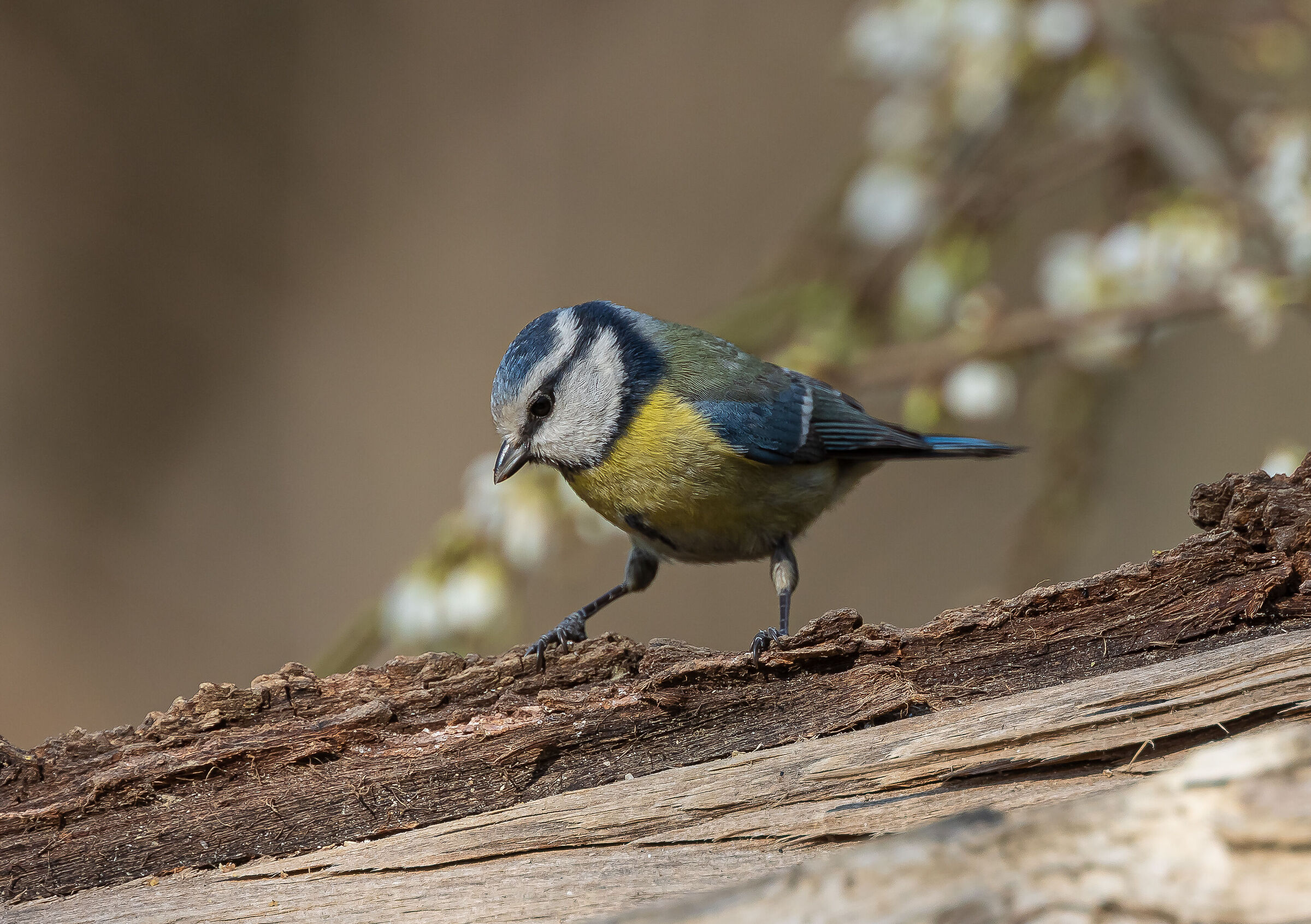 -parus careuleus