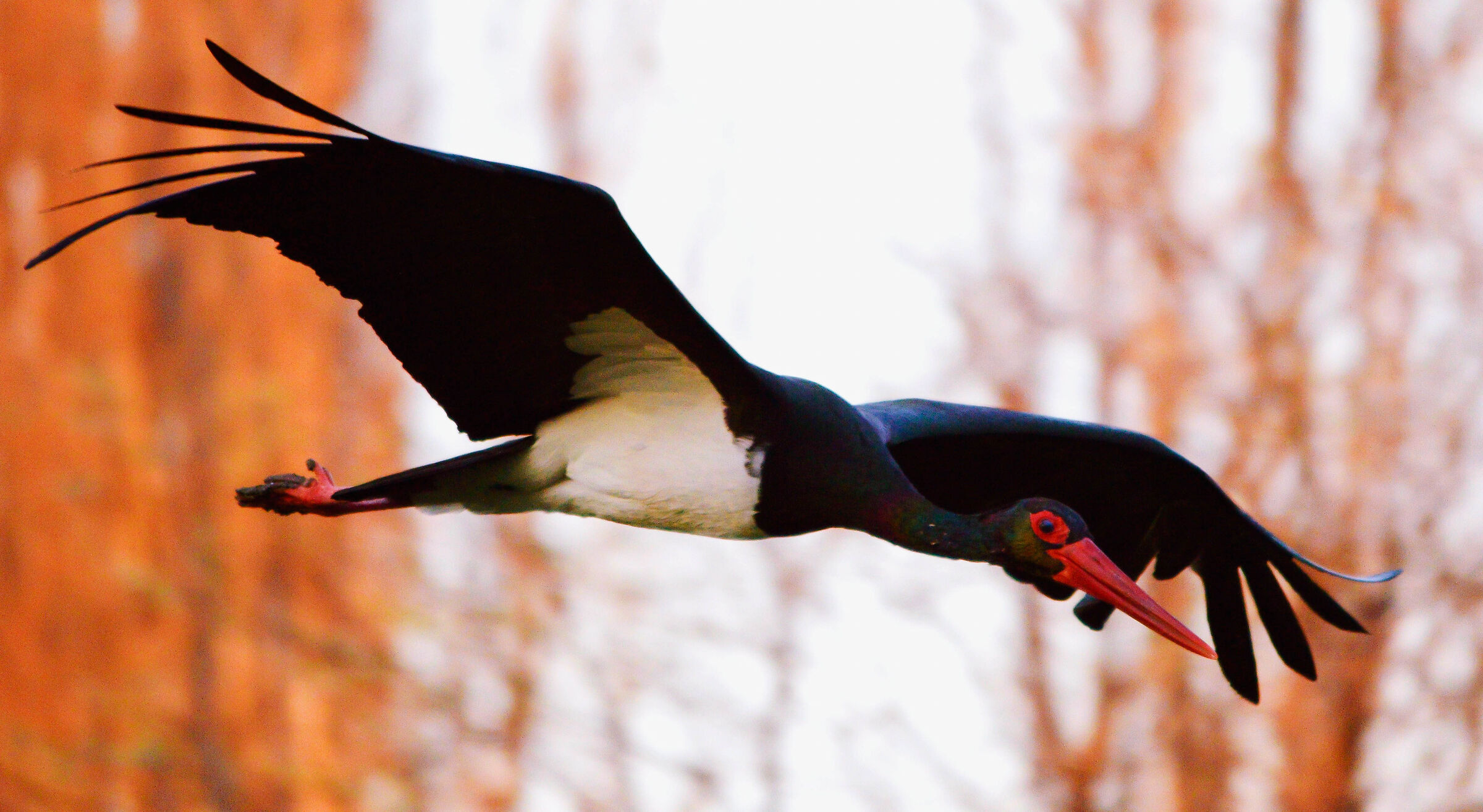 Black stork