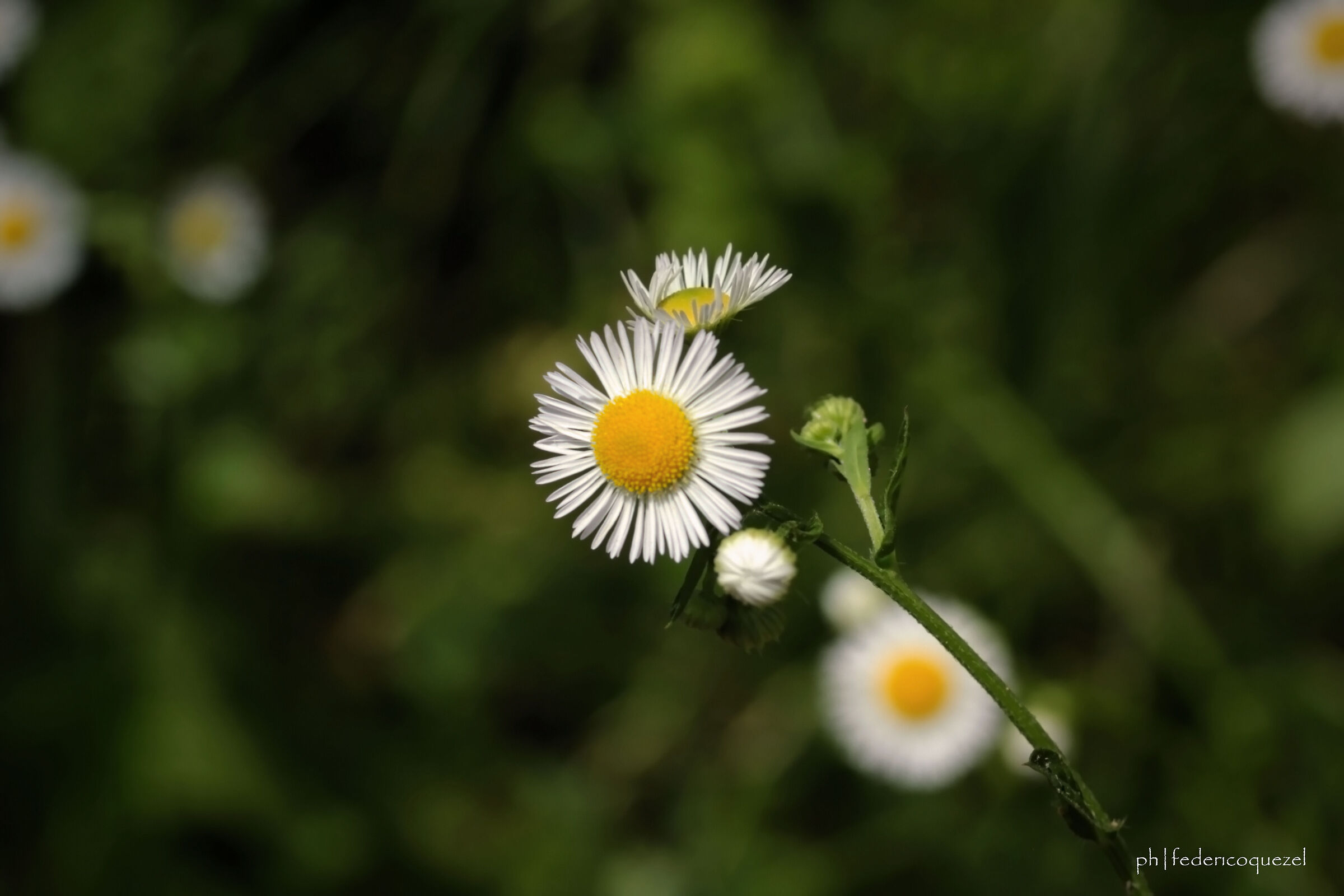 Erigeron