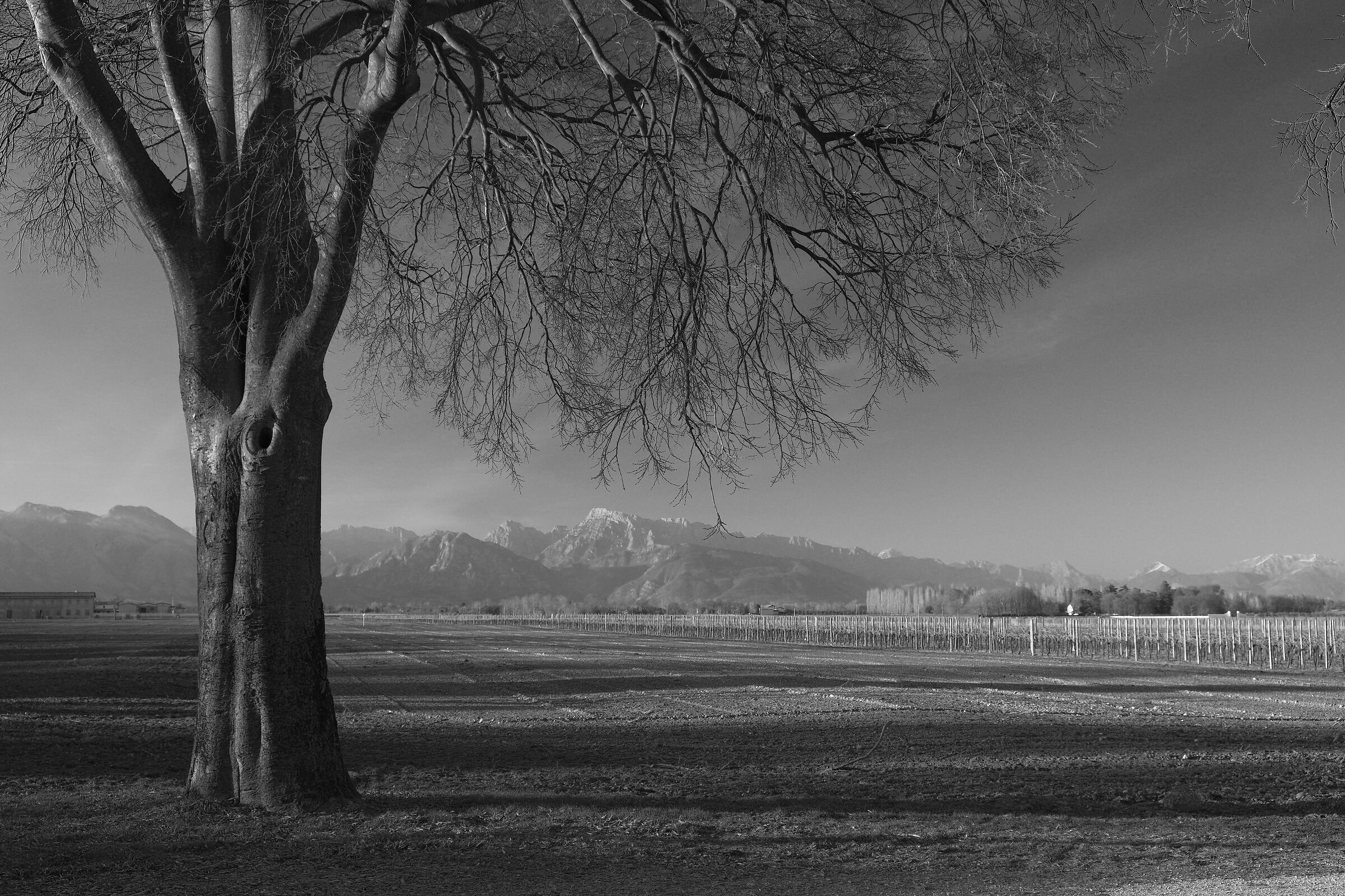 A tree sees a lot of things