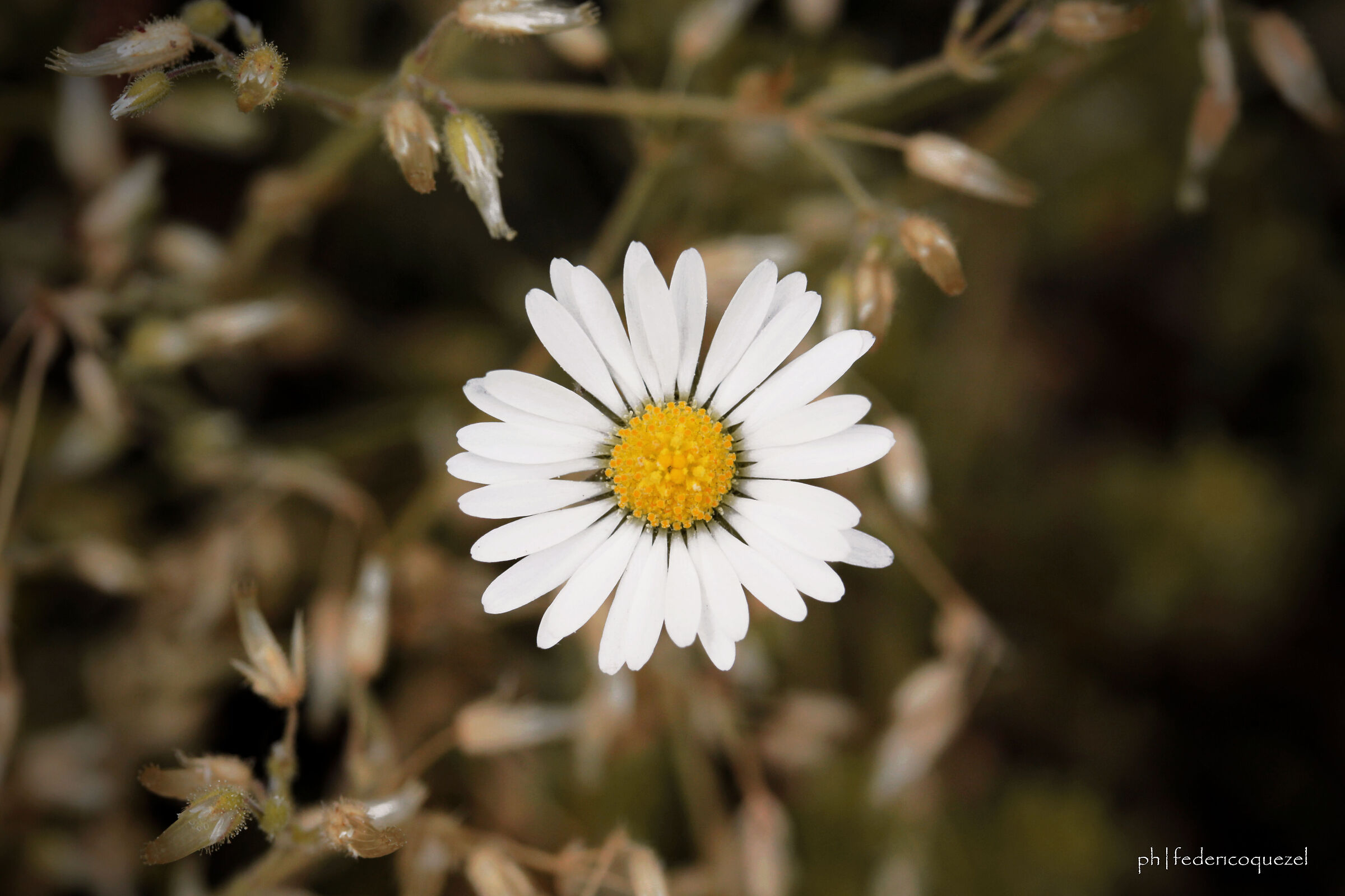 Leucanthemum