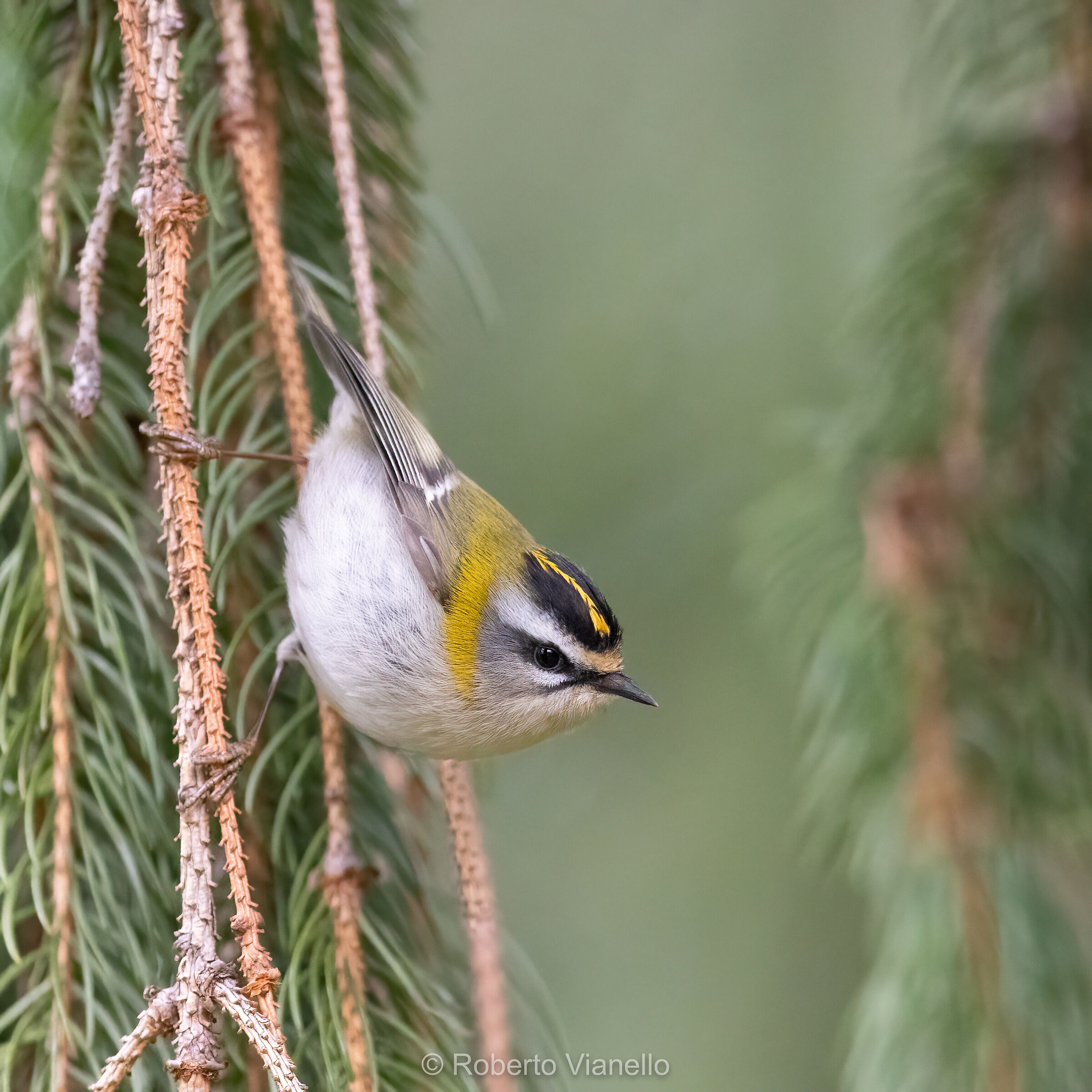 Fiorrancino (Regulus ignicapilla)