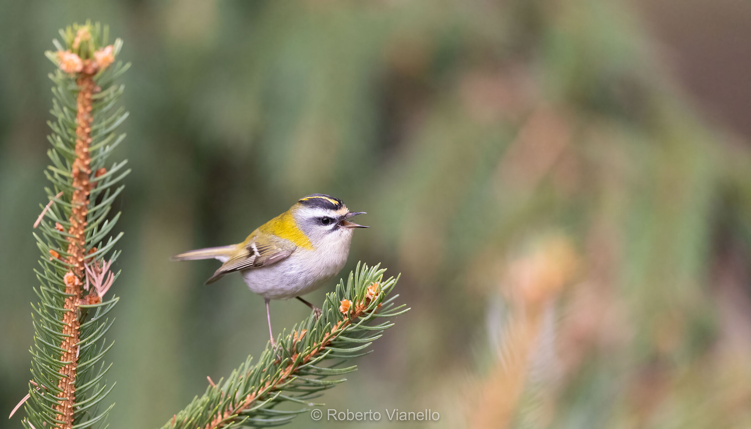Fiorrancino (Regulus ignicapilla)