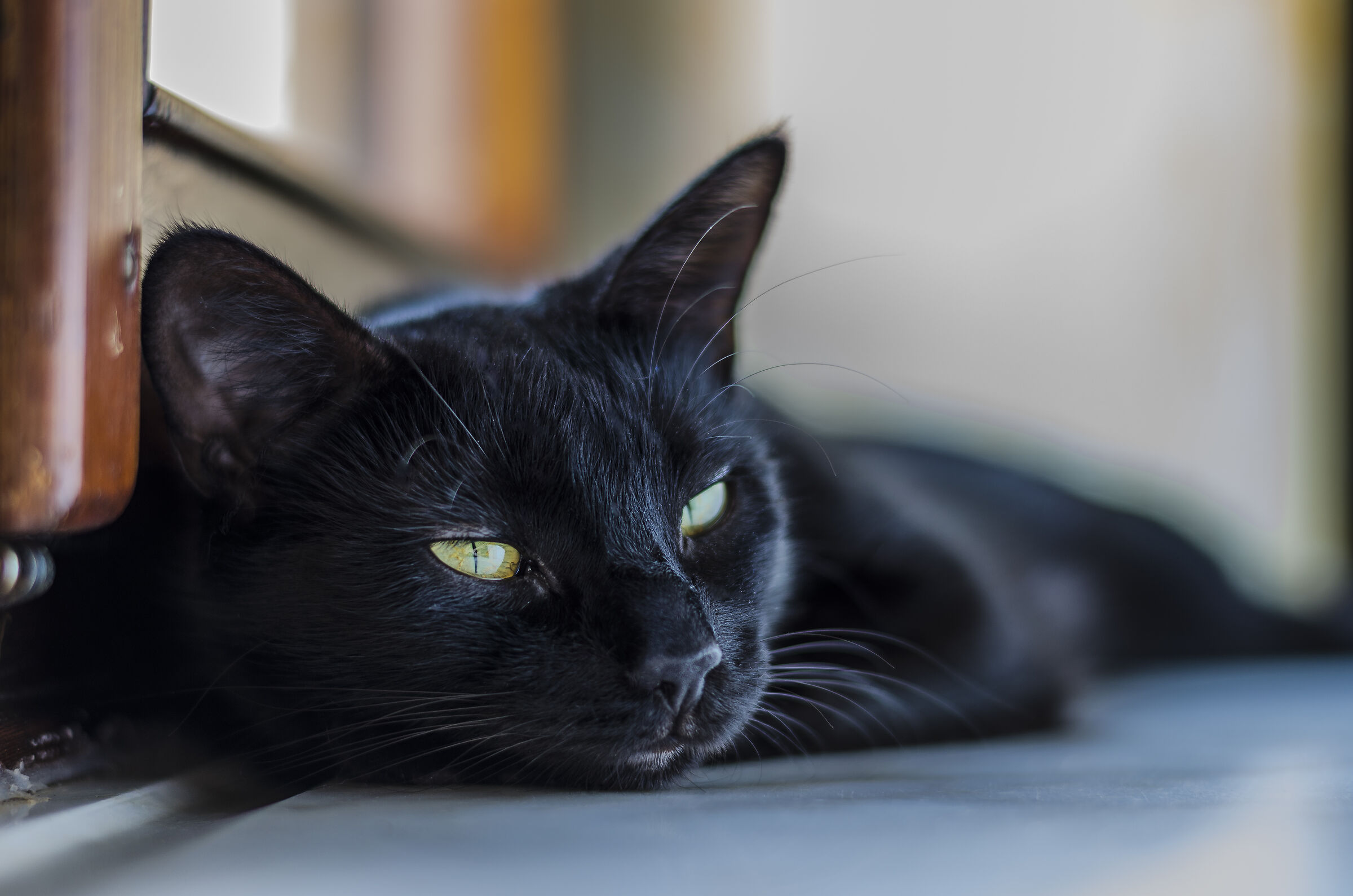 Black cats are not bad luck