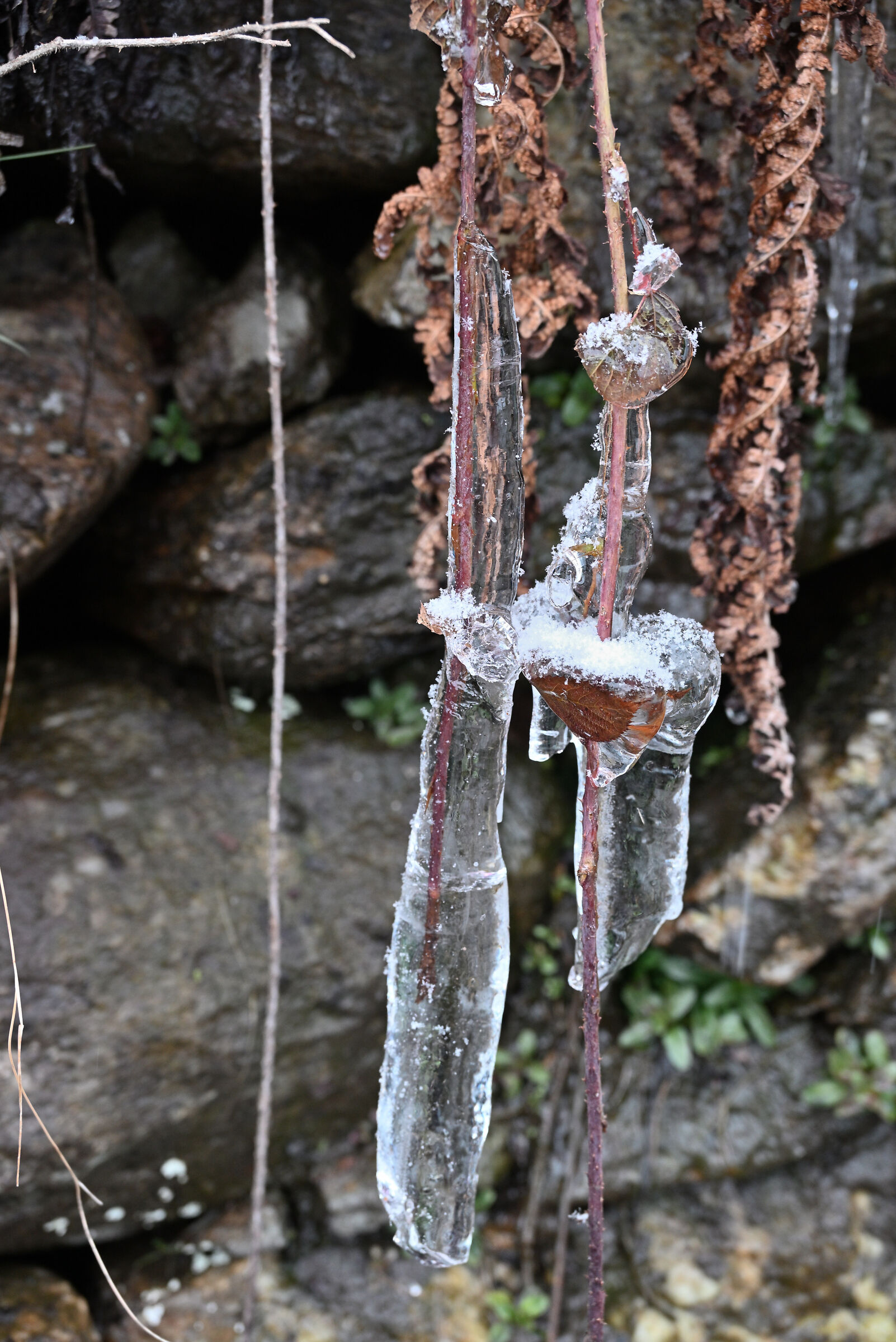 frozen branch