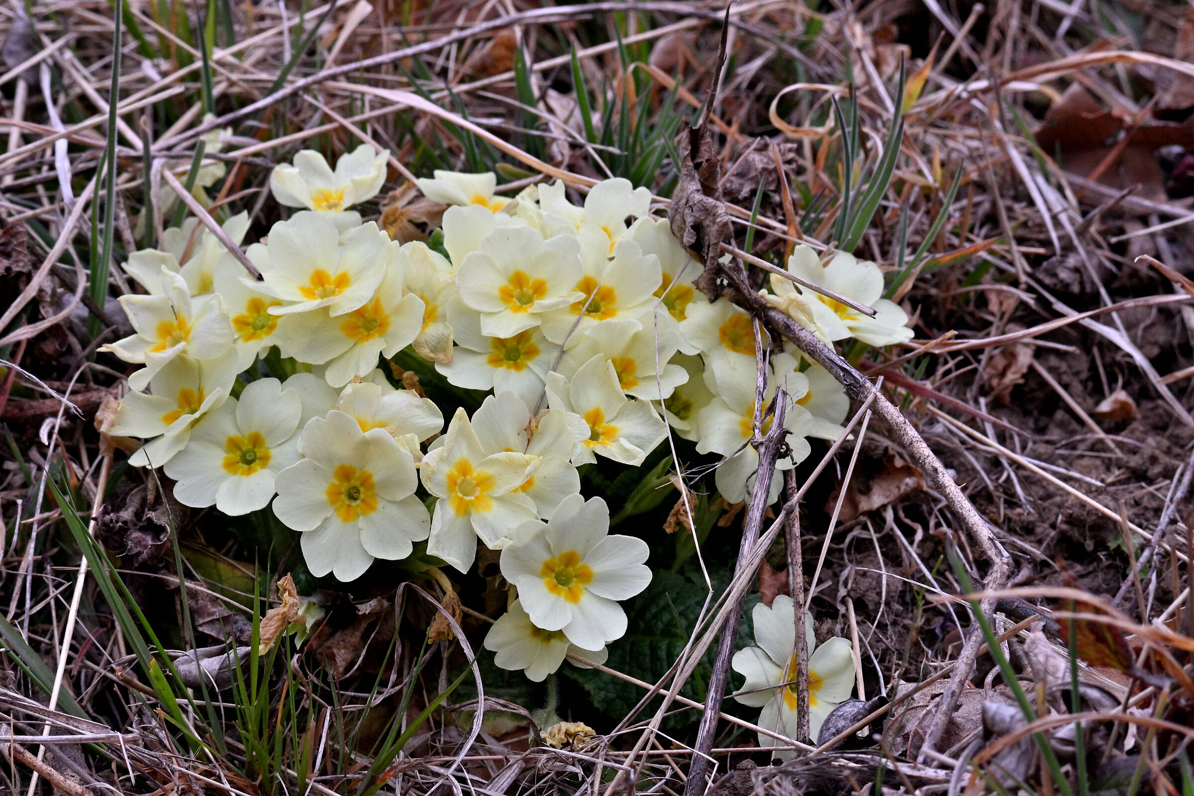 glimpse of spring under the snow