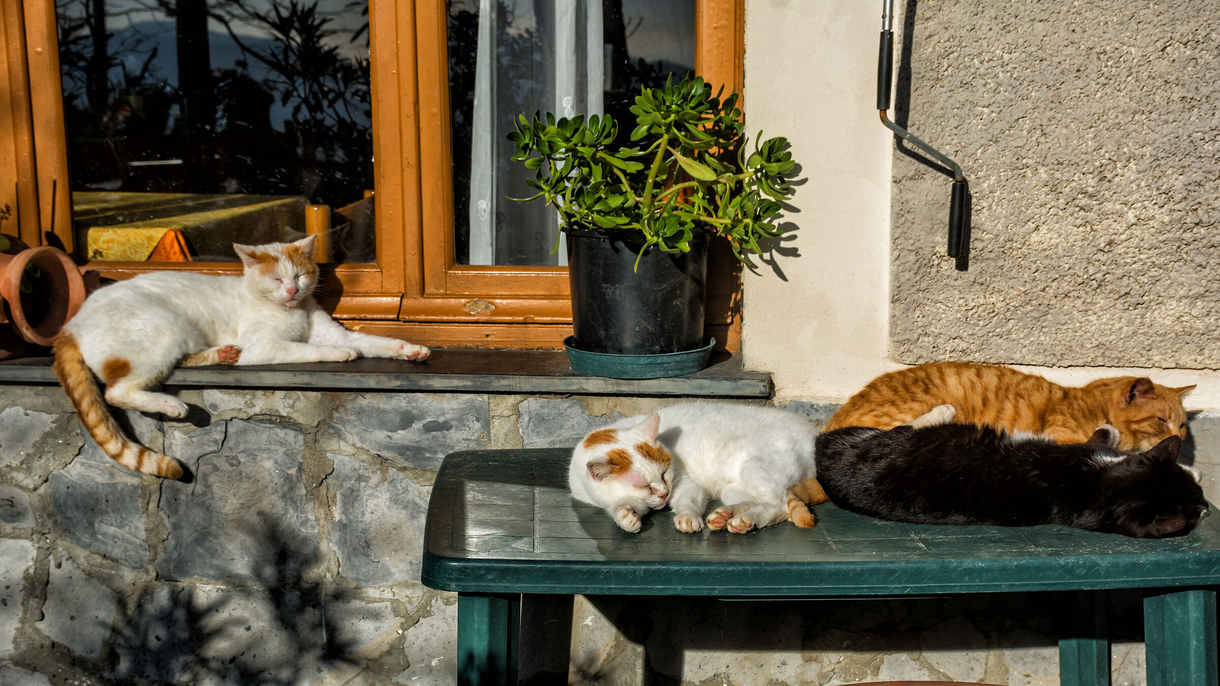 Who does not sleep in company...