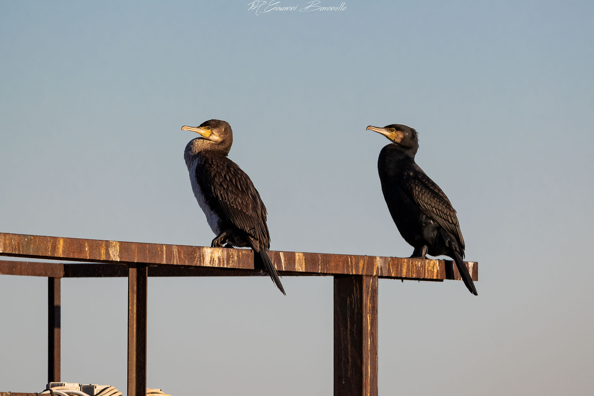CORMORANTS