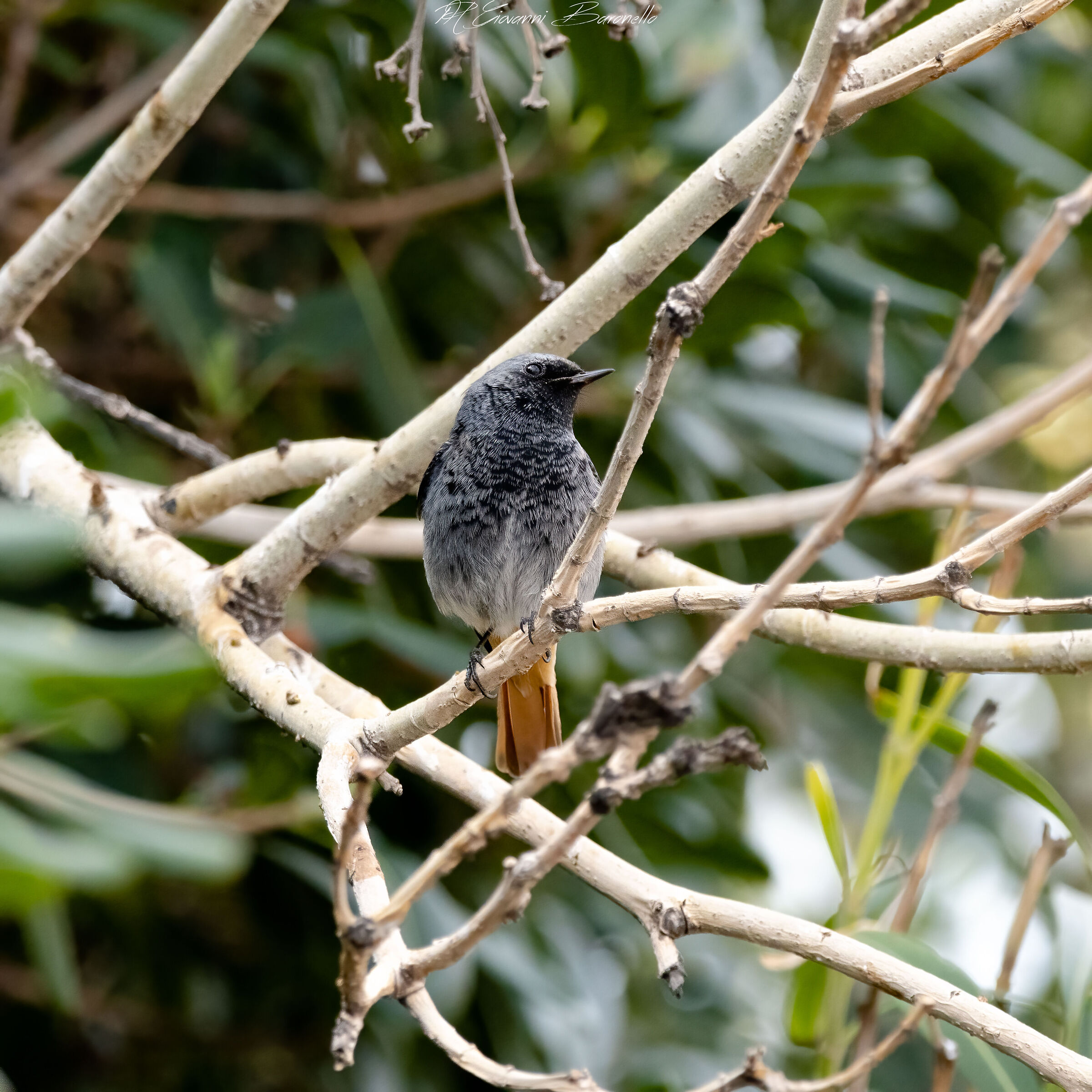 REDSTART CHIMNEY SWEEP MALE