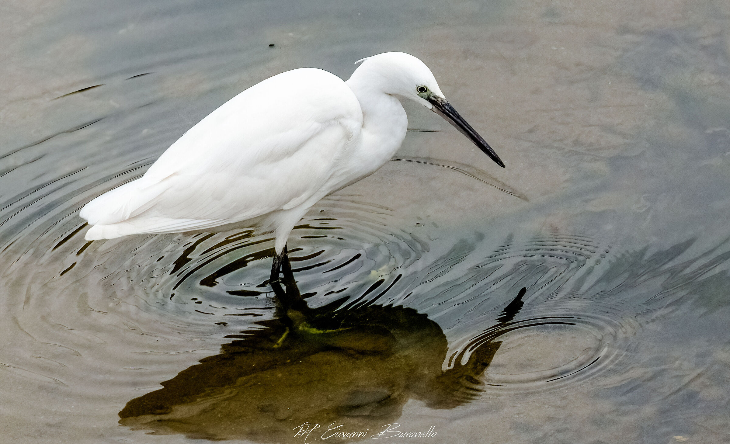 Egret