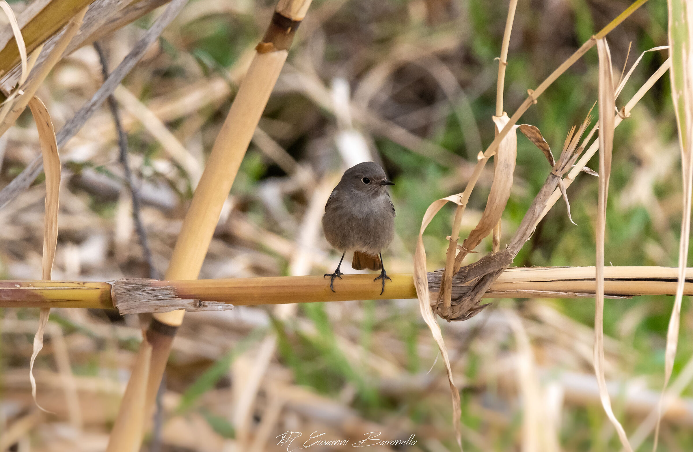Redstart Female