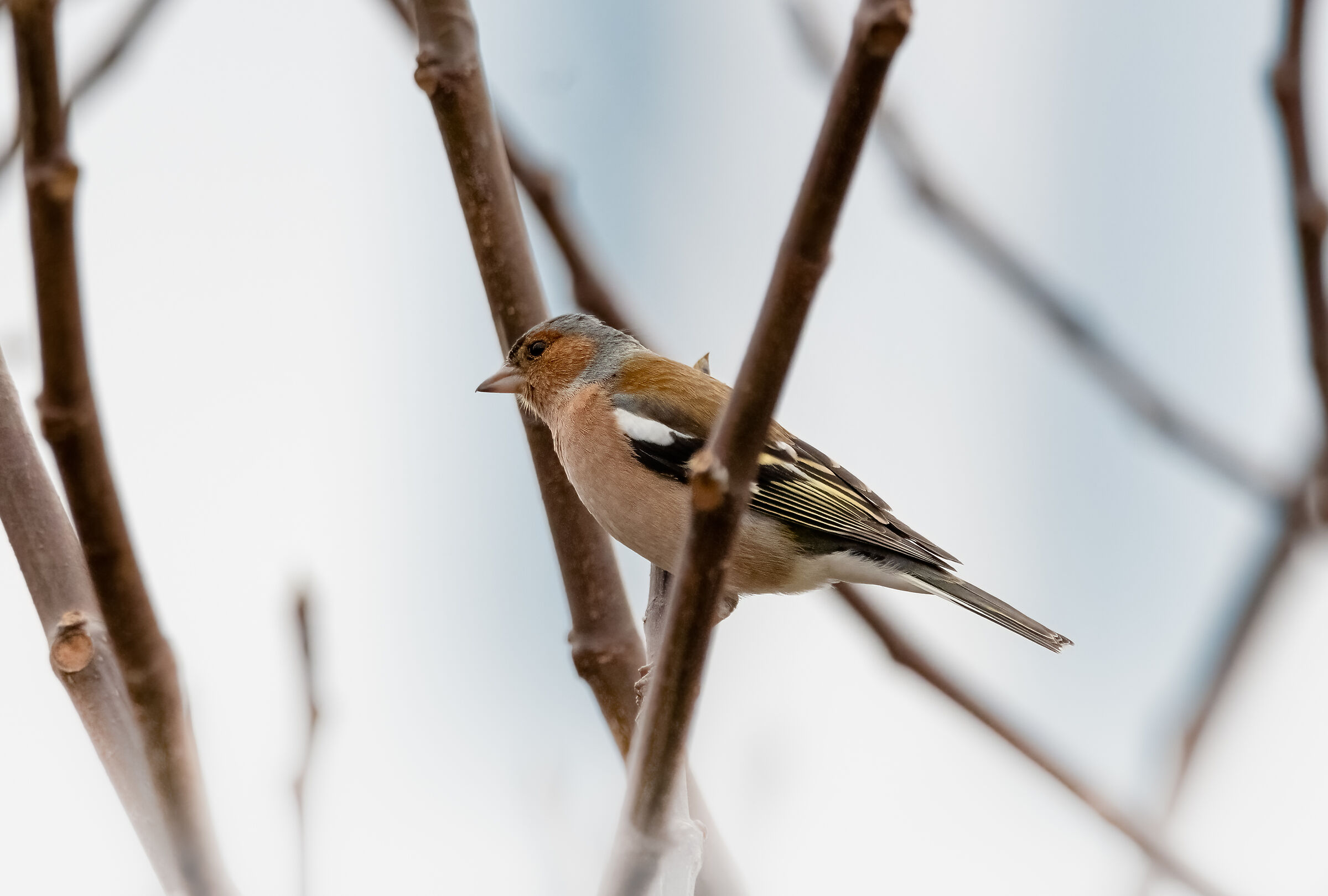 Chaffinch