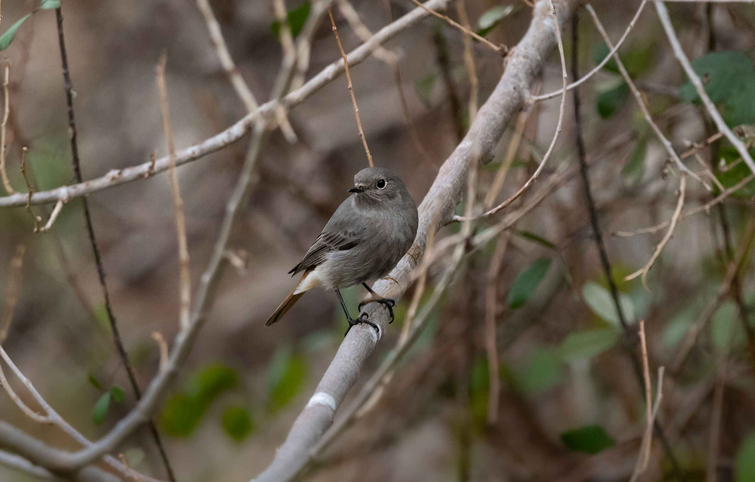 Redstart Female