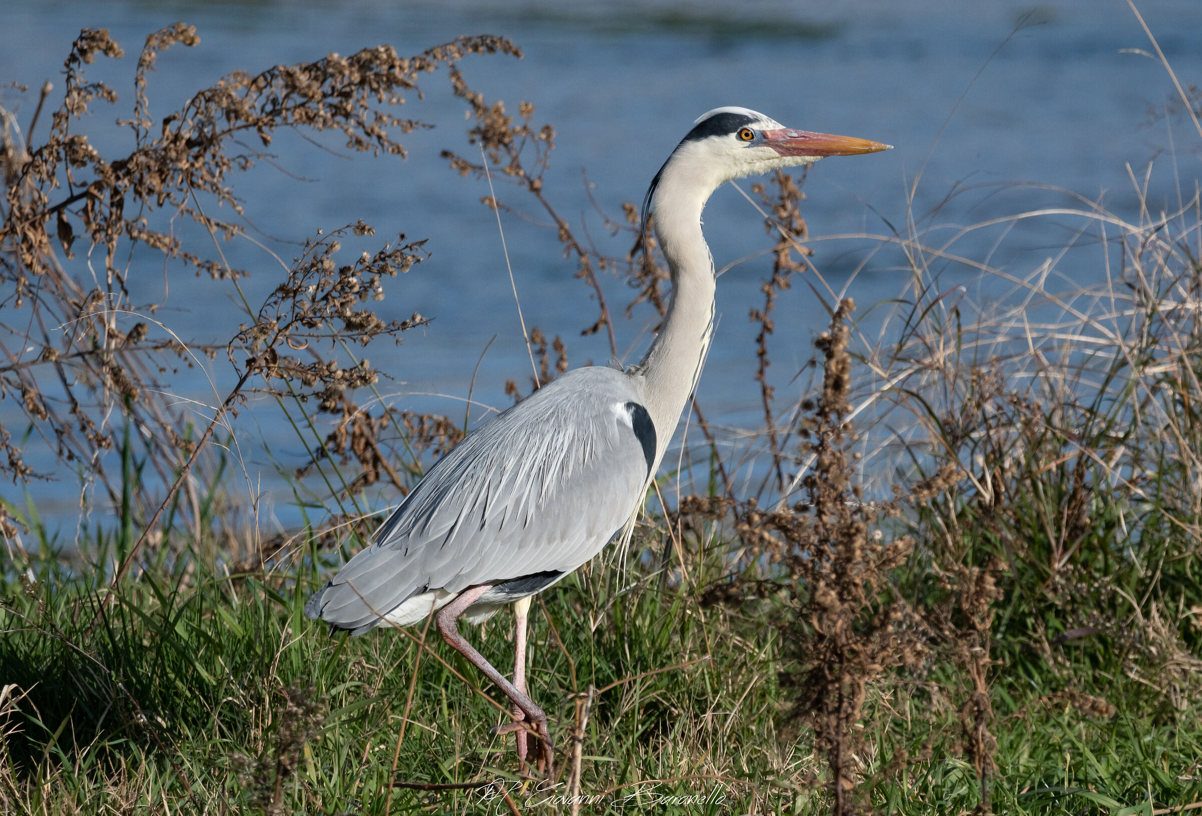 Grey heron