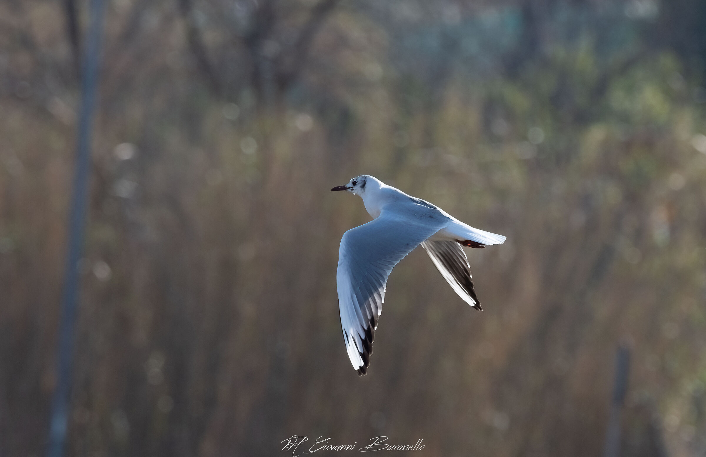 Gull