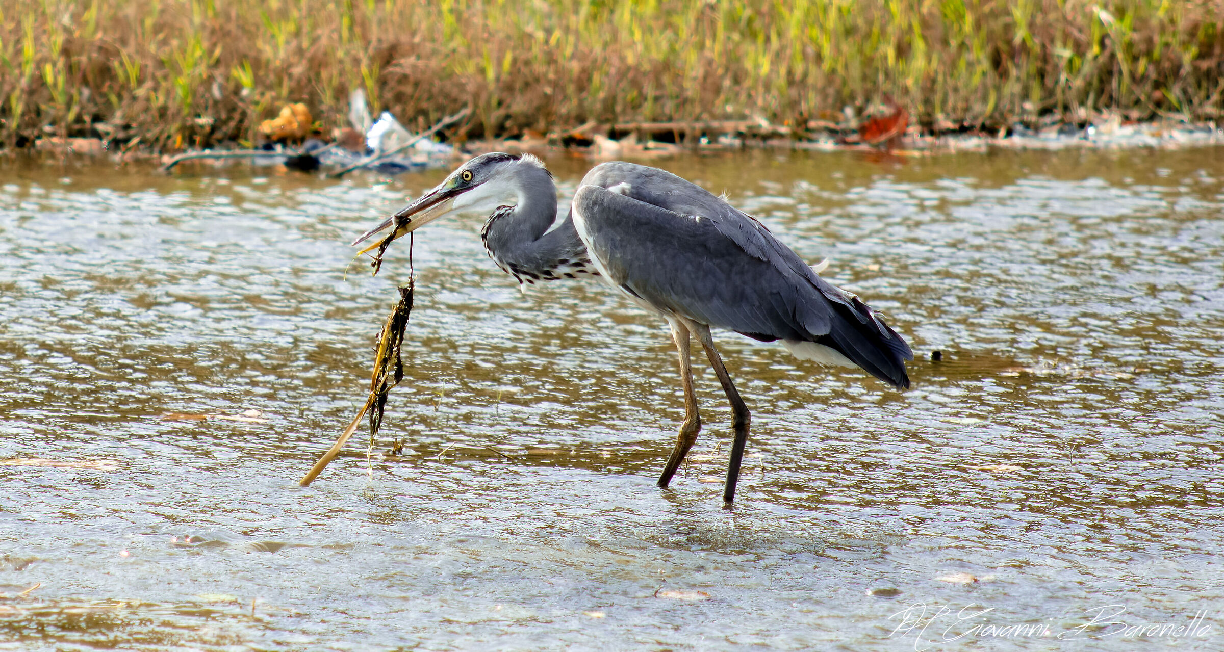 Grey heron